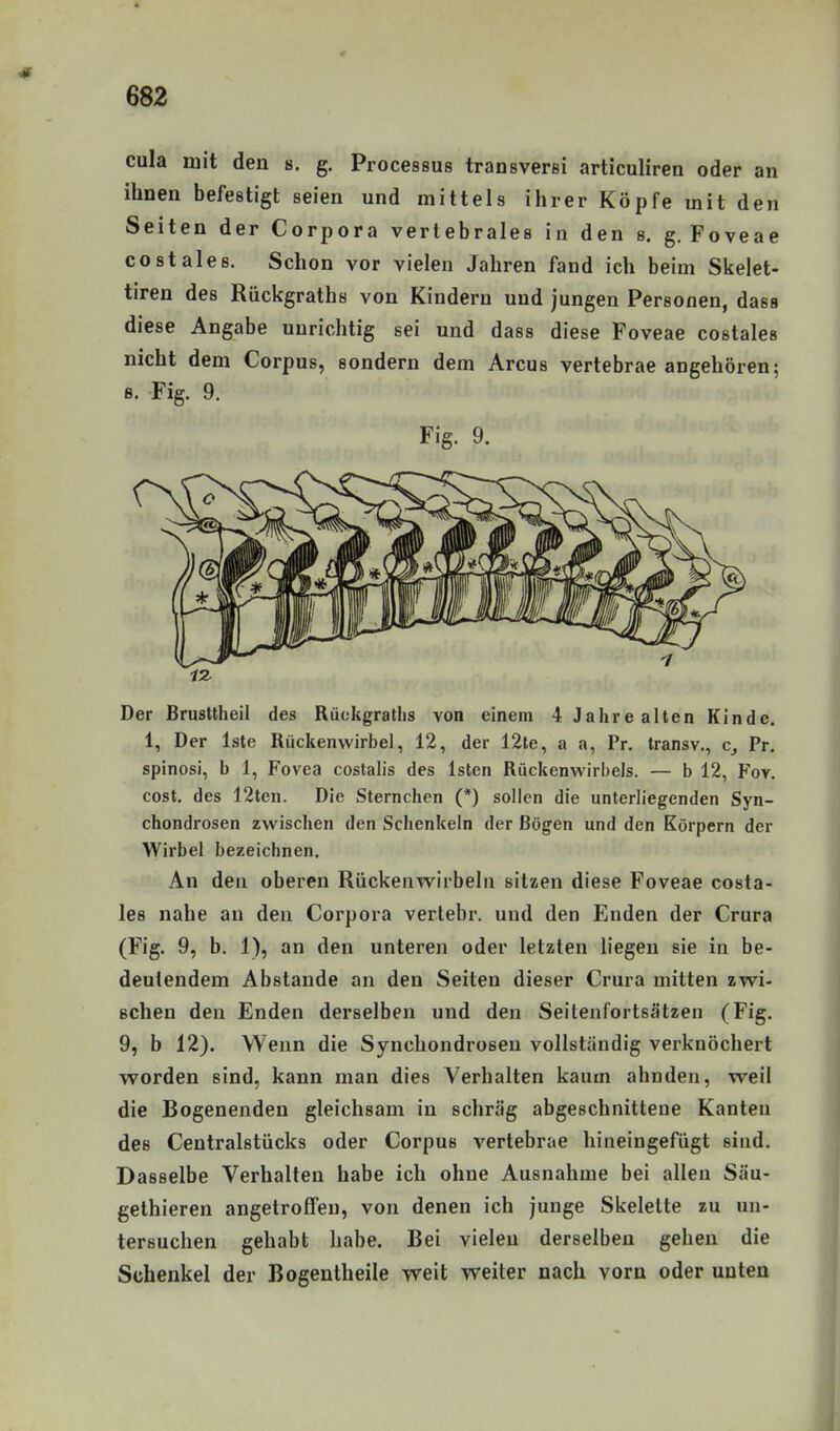 cula mit den s, g. Processus transversi articuliren oder an ihnen befestigt seien und mittels ihrer Köpfe mit den Seiten der Corpora vertebrales in den s. g. Foveae costales. Schon vor vielen Jahren fand ich beim Skelet- tiren des Rückgraths von Kindern und jungen Personen, dass diese Angabe unrichtig sei und dass diese Foveae costales nicht dem Corpus, sondern dem Arcus vertebrae angehören; B. Fig. 9. Fig. 9. Der Brusttheil des Rückgraths von einem 4 Jahre alten Kinde. 1, Der Iste Rückenwirbel, 12, der 12te, a a, Pr. transv., c_, Pr. spinosi, b 1, Fovea costalis des Isten Rückenwirbels. — b 12, Foy. cost. des 12ten. Die Sternchen (*) sollen die unterliegenden Syn- chondrosen zwischen den Schenkeln der Bögen und den Körpern der Wirbel bezeichnen. An den oberen Rückeawirbelu sitzen diese Foveae costa- les nahe an den Corpora vertebr. und den Enden der Crura (Fig. 9, b. 1), an den unteren oder letzten liegen sie in be- deutendem Abstände an den Seiten dieser Crura mitten zwi- schen den Enden derselben und den Seitenfortsätzen (Fig. 9, b 12). Wenn die Synchondroseu vollständig verknöchert worden sind, kann man dies Verhalten kaum ahnden, weil die Bogenenden gleichsam in schräg abgeschnittene Kanten des Centraistücks oder Corpus vertebrae hineingefügt sind. Dasselbe Verhalten habe ich ohne Ausnahme bei allen Säu- gethieren angetroffen, von denen ich junge Skelette zu un- tersuchen gehabt habe. Bei vielen derselben gehen die Schenkel der Bogentheile weit weiter nach vorn oder unten