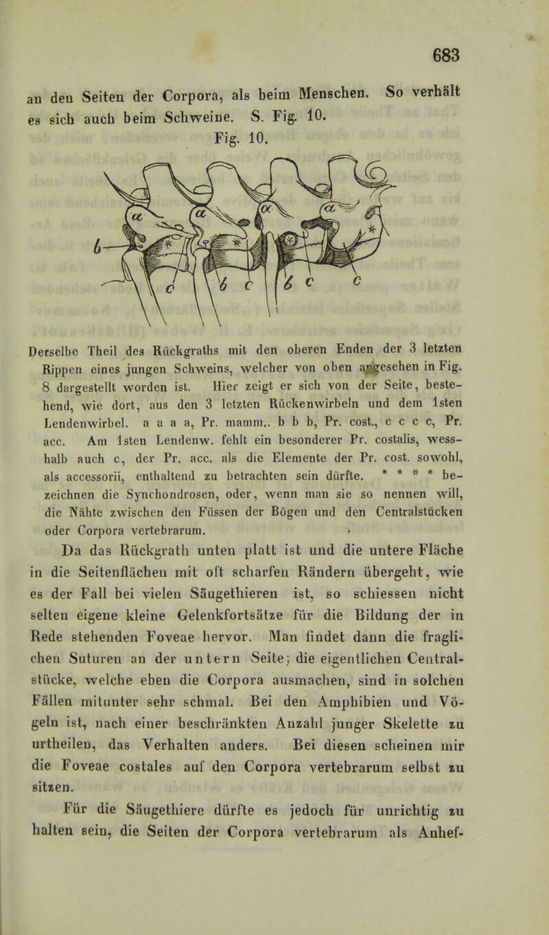 an den Seiten der Corpora, als beim Menschen. So verhält es sich auch beim Schweine. S. Fig. 10. Fig. 10. Derselbe Theil des Rückgralhs mit den oberen Enden der 3 letzten Rippen eines jungen Schweins, welcher von oben ajjgesehen in Fig. 8 dargestellt worden ist. Hier zeigt er sich von der Seite, beste- hend, wie dort, aus den 3 letzten Rückenwirbeln und dem Isten Lendenwirbel, a a a a, Pr. mamm.. b b b, Pr. cost., c c c c, Pr. acc. Am Isten Lendenw. fehlt ein besonderer Pr. costalis, wess- halb auch c, der Pr. acc. als die Elemente der Pr. cost. sowohl, als accessorii, enthaltend zu betrachten sein dürfte. * » » * be- zeichnen die Synchondrosen, oder, wenn man sie so nennen will, die Nähte zwischen den Füssen der Bögen und den Centralstücken oder Corpora vertebrarum. Da das Rückgralh unten platt ist und die untere Fläche in die Seitenflächen mit oft scharfen Rändern übergeht, wie es der Fall bei vielen Säugethieren ist, so schiessen nicht selten eigene kleine Gelenkfortsälze für die Bildung der in Rede stehenden Foveae hervor. Man findet dann die fragli- chen Suturen an der untern Seite; die eigentlichen Ceutral- slücke, welche eben die Corpora ausmachen, sind in solchen Fällen milunter sehr schmal. Bei den Amphibien und Vö- geln ist, nach einer beschränkten Anzahl junger Skelette zu urtheilen, das Verhalten anders. Bei diesen scheinen mir die Foveae costales auf den Corpora vertebrarum selbst zu sitzen. Für die Säugethierc dürfte es jedoch für unrichtig zu halten sein, die Seiten der Corpora vertebrarum als Anhef-