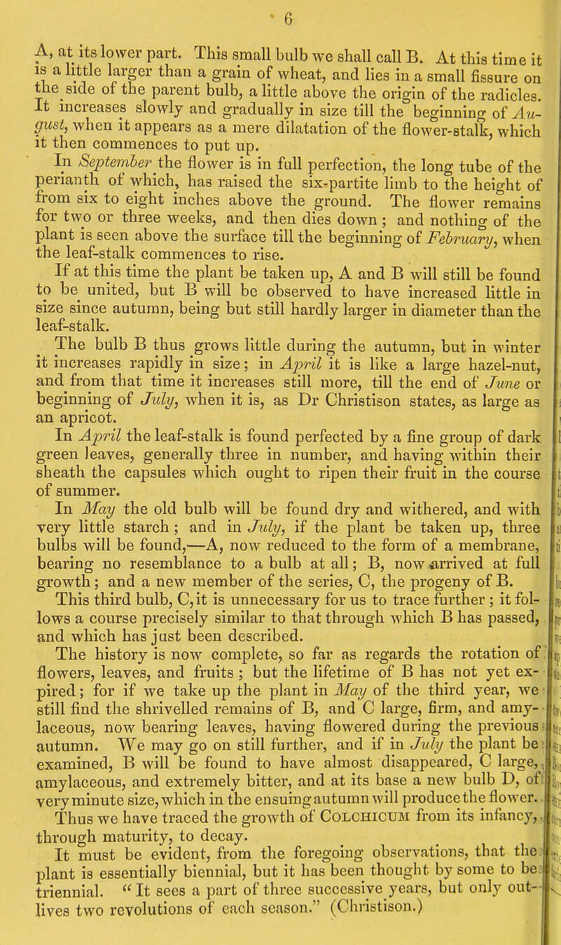 A, at Its lower part. This small bulb we shall call B. At this time it IS a little larger than a grain of wheat, and lies in a small fissure on the side of the parent bulb, a little above the origin of the radicles. It mcreases slowly and gradually in size till the beginning of Au- gust, when it appears as a mere dilatation of the flower-stalk, which it then commences to put up. In September the flower is in full perfection, the long tube of the perianth of which, has raised the six-partite limb to the height of from six to eight inches above the ground. The flower remains for tvvo or three weeks, and then dies down; and nothing of the plant is seen above the surface till the beginning of February, when the leaf-stalk commences to rise. If at this time the plant be taken up, A and B will still be found to be^ united, but B will be observed to have increased little in size since autumn, being but still hardly larger in diameter than the leaf-stalk. The bulb B thus grows little during the autumn, but in winter it increases rapidly in size; in Ai^ril it is like a large hazel-nut, and from that time it increases still more, till the end of June or beginning of July, when it is, as Dr Christison states, as large as an apricot. In April the leaf-stalk is found perfected by a fine group of dark green leaves, generally three in number, and having within their sheath the capsules which ought to ripen their fruit in the course of summer. In May the old bulb will be found dry and withered, and with very little starch; and in July, if the plant be taken up, three bulbs will be found,—A, now reduced to the form of a membrane, bearing no resemblance to a bulb at all; B, now ^irrived at full growth; and a new member of the series, C, the progeny of B. This third bulb, C,it is unnecessary for us to trace further ; it fol- lows a course precisely similar to that thi'ough which B has passed, and which has just been described. The history is now complete, so far as regards the rotation of  flowers, leaves, and fruits ; but the lifetime of B has not yet ex- pired ; for if we take up the jilant in May of the third year, we still find the shrivelled remains of B, and C large, firm, and amy- laceous, now bearing leaves, having flowered during the previous autumn. We may go on still further, and if in Jidy the plant be examined, B will be found to have almost disappeared, C large,, amylaceous, and extremely bitter, and at its base a new bulb D, oft very minute size, which in the ensuing autumn will produce the flower. Thus we have traced the growth of Colchicum from its infancy, through maturity, to decay. It must be evident, from the foregoing observations, that the plant is essentially biennial, but it has been thought by some to be: triennial.  It sees a part of three successive years, but only out- lives two revolutions of each season. (Christison.) I