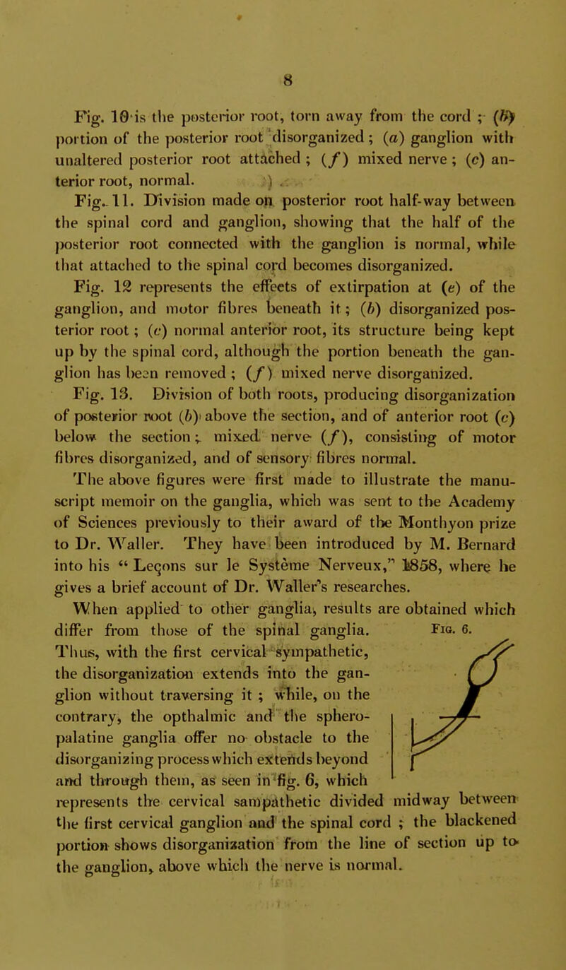 Fig. 10 is tlie posterior root, torn away from the cord ; portion of the posterior root'disorganized ; (a) ganglion with unaltered posterior root attached ; (/) mixed nerve; (c) an- terior root, normal. ) . Fig-11. rrivision made op posterior root half-way betweea the spinal cord and ganglion, showing that the half of the posterior root connected with the ganglion is normal, while that attached to the spinal cord becomes disorganized. Fig. 12 represents the effects of extirpation at (e) of the ganglion, and motor fibres beneath it; (h) disorganized pos- terior root; (c) normal anterior root, its structure being kept up by the spinal cord, although the portion beneath the gan- glion has l)e2n removed ; (/) mixed nerve disorganized. Fig. 13. Division of both roots, producing disorganization of poBteirior root above the section, and of anterior root (c) below the section;. mixed nerve (/), consislii>g of motor fibres disorganized, and of sensory fibres normal. The above figures were first made to illustrate the manu- script memoir on the ganglia, which was sent to the Academy of Sciences previously to their award of the Monthyon prize to Dr. Waller. They have been introduced by M. Bernard into his  Leqons sur le Systeme Nerveux, 1858, where be gives a brief account of Dr. Waller's researches. When applied to other ganglia, results are obtained which differ from those of the spinal ganglia. Fio. 6. Thus, with the first cervical sympathetic, the disorganization extends into the gan- glion without traversing it ; while, on the contrary, the opthalmic and the sphero- palatine ganglia offer no obstacle to the disorganizing processwhich extertds beyond and through them, as seen in'fig. 6, which represents the cervical sampathetic divided midway between the first cervical ganglion and the spinal cord ; the blackened portion shows disorganisation from the line of section up to the ganglion^ above which the nerve is normal.