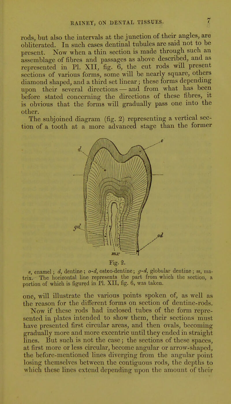 rods, but also the intervals at the junction of their angles, are obliterated. In such cases dentinal tubules are said not to be present. Now when a thin section is made through such an assemblage of fibres and passages as above described, and as represented in PI. XII, fig. 6, the cut rods wiU present sections of various forms, some wdll be nearly square, others diamond shaped, and a third set linear; these forms depending upon their several directions — and from what has been before stated concerning the directions of these fibres, it is obvious that the forms will gradually pass one into the other. The subjoined diagram (fig. 2) representing a vertical sec- tion of a tooth at a more advanced stage than the former Fig. 2. e, enamel; d, dentine; o-d, osteo-dentine; g-d, globular dentine ; m, ma- trix. The horizontal line represents tiie part from which tlie section, a portion of which is figured in Pi. XII, fig. 6, was taken. one, will illustrate the various points spoken of, as well as the reason for the different forms on section of dentine-rods. Now if these rods had inclosed tubes of the form repi-e- sentcd in plates intended to show them, their sections must have presented first circular areas, and then ovals, becoming gradually more and more excentric until they ended in straight lines. But such is not the case; the sections of these spaces, at first more or less circular, become angular or arrow-shaped, the before-mentioned lines diverging from the angular point losing themselves between the contiguous rods, the depths to which these lines extend depending upon the amount of their