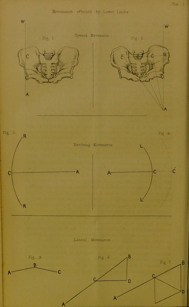 MtrvtiEientS effected by Lower Limbs -Fig • 5 Lateral Movemeius fig-6.
