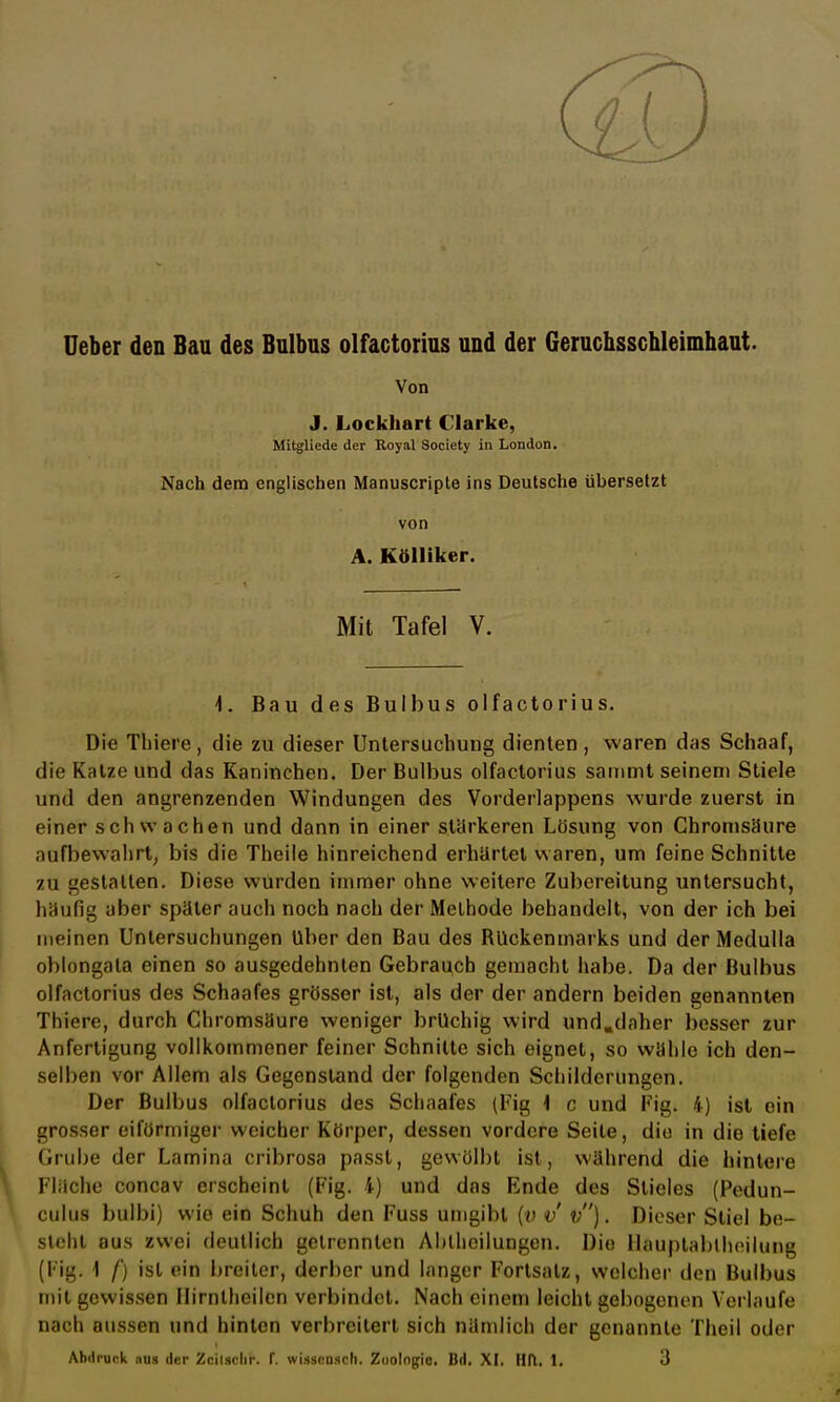 Ueber den Bau des Bulbus olfactorius und der Geruchsschleimhaut. Von J. Lockhart Clarke, Mitgliede der Royal Society in London. Nach dem englischen Manuscripte ins Deutsche übersetzt von A. Kölliker. Mit Tafel V. 1. Bau des Bulbus olfactorius. Die Thiere, die zu dieser Untersuchung dienten, waren das Schaaf, die Katze und das Kaninchen. Der Bulbus olfactorius sainmt seinem Stiele und den angrenzenden Windungen des Vorderlappens wurde zuerst in einer schwachen und dann in einer stärkeren Lösung von ChromsMure aufbewahrt, bis die Theile hinreichend erhärtet waren, um feine Schnitte zu gestallen. Diese wurden immer ohne weitere Zubereitung untersucht, häufig aber später auch noch nach der Methode behandelt, von der ich bei meinen Untersuchungen Uber den Bau des Rückenmarks und derMedulla oblongala einen so ausgedehnten Gebrauch gemacht habe. Da der Bulbus olfactorius des Schaafes grösser ist, als der der andern beiden genannten Thiere, durch Chromsüure weniger brüchig wird und.daher besser zur Anfertigung vollkommener feiner Schnitte sich eignet, so wähle ich den- selben vor Allem als Gegenstand der folgenden Schilderungen. Der Bulbus olfactorius des Schaafes (Fig 1 c und Fig. 4) ist ein grosser eiförmiger weicher Körper, dessen vordere Seite, die in die tiefe Grube der Lamina cribrosa passt, gewölbt ist, während die hintere Flüche concav erscheint (Fig. 4) und das Ende des Stieles (Pedun- culus bulbi) wie ein Schuh den Fuss umgibt {v v v). Dieser Stiel be- steht aus zwei deutlich getrennten Ahlheilungen. Die Hauptabteilung (Fig, \ f) ist ein breiter, derber und langer Fortsalz, welcher den Bulbus mit gewissen Ilirntheilcn verbindet. Nach einem leicht gebogenen Verlaufe nach aussen und hinten verbreitert sich nämlich der genannte Theil oder Abdruck aus der Zcilsclir. f. wiüünnsch. Zoologie Bd. XI. Hfl. 1. 3