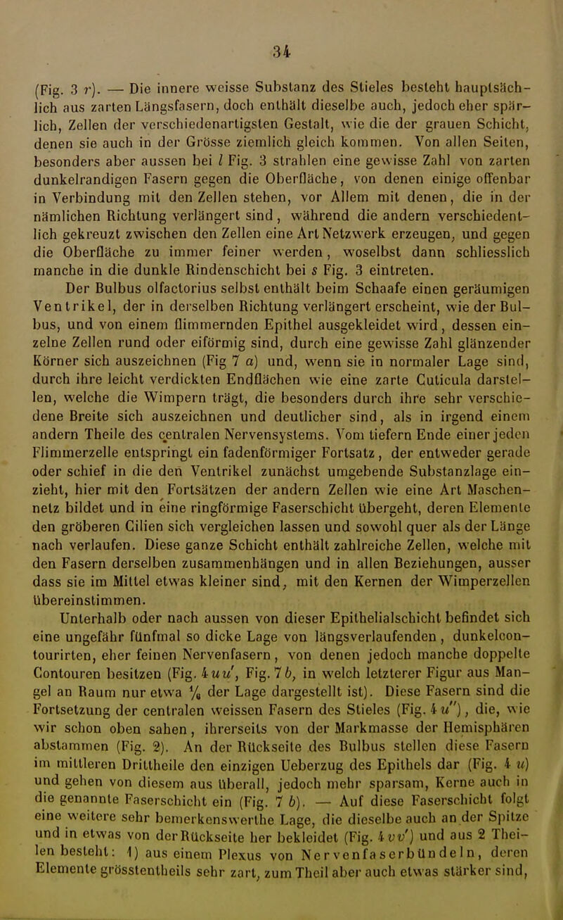 (Fig. 3 r). — Die innere weisse Substanz des Stieles besteht hauptsäch- lich aus zarten Längsfasern, doch enthält dieselbe auch, jedoch eher spär- lich, Zellen der verschiedenartigsten Gestalt, wie die der grauen Schicht, denen sie auch in der Grösse ziemlich gleich kommen. Von allen Seiten, besonders aber aussen bei l Fig. 3 strahlen eine gewisse Zahl von zarten dunkelrandigen Fasern gegen die Oberfläche, von denen einige offenbar in Verbindung mit den Zellen stehen, vor Allem mit denen, die in der nämlichen Richtung verlängert sind , während die andern verschiedent- lich gekreuzt zwischen den Zellen eine Art Netzwerk erzeugen, und gegen die Oberfläche zu immer feiner werden, woselbst dann schliesslich manche in die dunkle Rindenschicht bei s Fig. 3 eintreten. Der Bulbus olfactorius selbst enthält beim Schaafe einen geräumigen Ventrikel, der in derselben Richtung verlängert erscheint, wie der Bul- bus, und von einem flimmernden Epithel ausgekleidet wird, dessen ein- zelne Zellen rund oder eiförmig sind, durch eine gewisse Zahl glänzender Körner sich auszeichnen (Fig 7 a) und, wenn sie in normaler Lage sind, durch ihre leicht verdickten Endflächen wie eine zarte Culicula darstel- len, welche die Wimpern trägt, die besonders durch ihre sehr verschie- dene Breite sich auszeichnen und deutlicher sind, als in irgend einem andern Theile des centralen Nervensystems. Vom tiefern Ende einer jeden Flimmerzelle entspringt ein fadenförmiger Fortsatz , der entweder gerade oder schief in die den Ventrikel zunächst umgebende Substanzlage ein- zieht, hier mit den Fortsätzen der andern Zellen wie eine Art Maschcn- netz bildet und in eine ringförmige Faserschicht übergeht, deren Elemente den gröberen Gilien sich vergleichen lassen und sowohl quer als der Länge nach verlaufen. Diese ganze Schicht enthält zahlreiche Zellen, welche mit den Fasern derselben zusammenhängen und in allen Beziehungen, ausser dass sie im Mittel etwas kleiner sind, mit den Kernen der Wimperzellen übereinstimmen. Unterhalb oder nach aussen von dieser Epithelialschicht befindet sich eine ungefähr fünfmal so dicke Lage von längsverlaufenden , dunkelcon- tourirten, eher feinen Nervenfasern, von denen jedoch manche doppelte Contouren besitzen (Fig. 4tu/, Fig. 7 6, in welch letzterer Figur aus Man- gel an Raum nur etwa % der Lage dargestellt ist). Diese Fasern sind die Fortsetzung der centralen weissen Fasern des Stieles (Fig. 4u), die, wie wir schon oben sahen, ihrerseits von der Markmasse der Hemisphären abstammen (Fig. 2). An der Rückseite des Bulbus stellen diese Fasern im mittleren Drittheile den einzigen Ueberzug des Epithels dar (Fig. i u) und gehen von diesem aus Uberall, jedoch mehr sparsam, Kerne auch in die genannte Faserschicht ein (Fig. 7 b). — Auf diese Faserschicht folgt eine weitere sehr bemerkenswerthe Lage, die dieselbe auch an der Spitze und in etwas von der Rückseite her bekleidet (Fig. ivv') und aus 2 Thei- len besteht: 1) aus einem Plexus von Nervenfaserbündeln, deren Elemente grösstentheils sehr zart, zum Thcil aber auch etwas stärker sind,