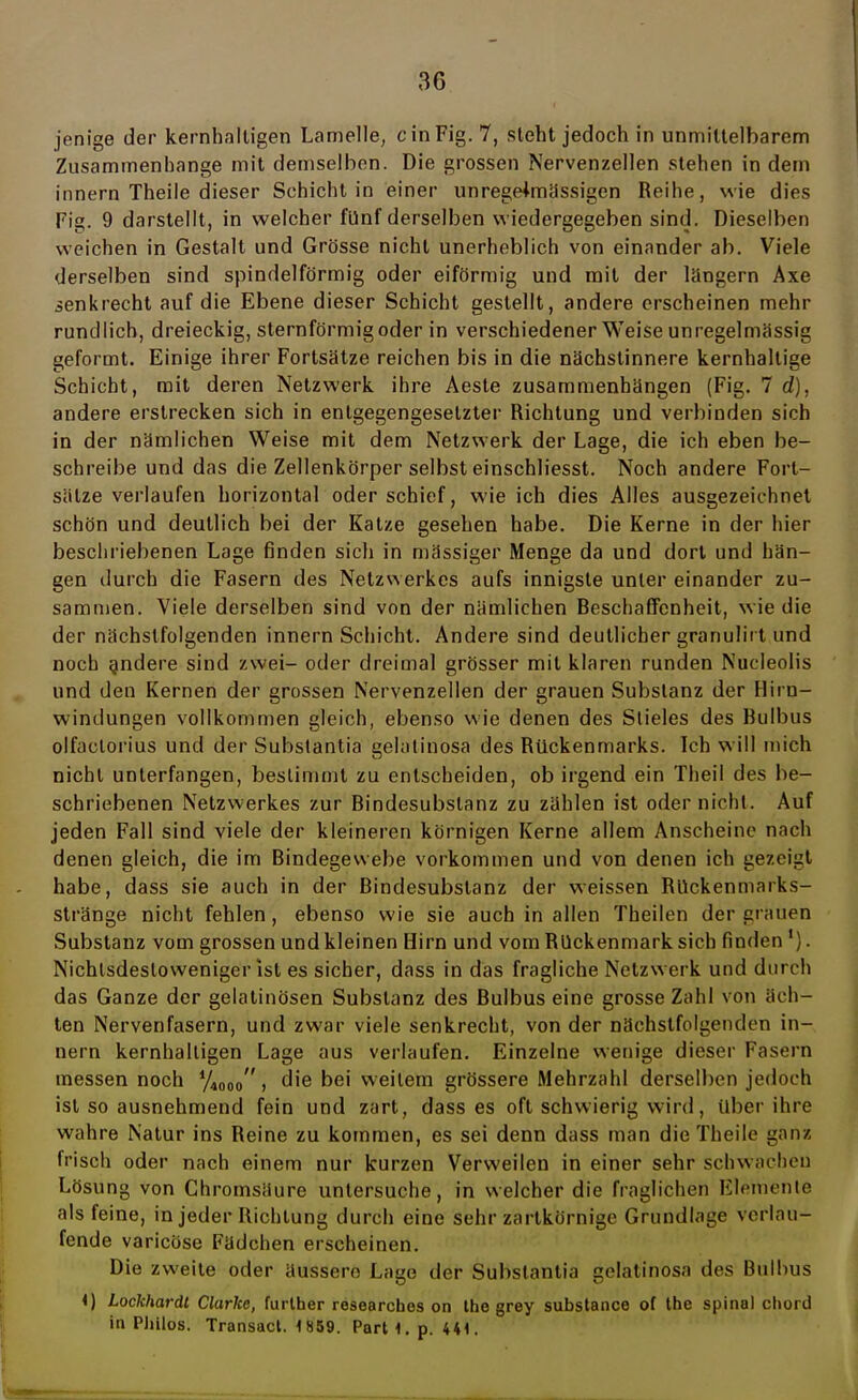 jenige der kernhaltigen Lamelle, ein Fig. 7, steht jedoch in unmittelbarem Zusammenhange mit demselben. Die grossen Nervenzellen stehen in dem innern Theile dieser Schicht in einer unregeimässigen Reihe, wie dies Fig. 9 darstellt, in welcher fünf derselben wiedergegeben sind. Dieselben weichen in Gestalt und Grösse nicht unerheblich von einander ab. Viele derselben sind spindelförmig oder eiförmig und mit der lüngern Axe senkrecht auf die Ebene dieser Schicht gestellt, andere erscheinen mehr rundlich, dreieckig, sternförmig oder in verschiedener Weise unregelmässig geformt. Einige ihrer Fortsätze reichen bis in die nächstinnere kernhaltige Schicht, mit deren Netzwerk ihre Aeste zusammenhängen (Fig. 7 d), andere erstrecken sich in entgegengesetzter Richtung und verbinden sich in der nämlichen Weise mit dem Netzwerk der Lage, die ich eben be- schreibe und das die Zellenkörper selbst einschliesst. Noch andere Fort- sätze verlaufen horizontal oder schief, wie ich dies Alles ausgezeichnet schön und deutlich bei der Katze gesehen habe. Die Kerne in der hier beschriebenen Lage finden sich in massiger Menge da und dort und hän- gen durch die Fasern des Netzwerkes aufs innigste unter einander zu- sammen. Viele derselben sind von der nämlichen Reschaffcnheit, wie die der nächstfolgenden innern Schicht. Andere sind deutlicher granulirt und noch andere sind zwei- oder dreimal grösser mit klaren runden Nucleolis und den Kernen der grossen Nervenzellen der grauen Substanz der Hirn- windungen vollkommen gleich, ebenso wie denen des Slieles des Hulbus olfaclorius und der Substantia gelatinosa des Rückenmarks. Ich will mich nicht unterfangen, bestimmt zu entscheiden, ob irgend ein Theil des be- schriebenen Netzwerkes zur Rindesubstanz zu zählen ist oder nicht. Auf jeden Fall sind viele der kleineren körnigen Kerne allem Anscheine nach denen gleich, die im Bindegewebe vorkommen und von denen ich gezeigt habe, dass sie auch in der Bindesubstanz der weissen Rückenmarks- stränge nicht fehlen, ebenso wie sie auch in allen Theilen der grauen Substanz vom grossen und kleinen Hirn und vom Rückenmark sich finden 1). Nichtsdestoweniger ist es sicher, dass in das fragliche Netzwerk und durch das Ganze der gelatinösen Substanz des Rulbus eine grosse Zahl von äch- ten Nervenfasern, und zwar viele senkrecht, von der nächstfolgenden in- nern kernhaltigen Lage aus verlaufen. Einzelne wenige dieser Fasern messen noch %000, die bei weitem grössere Mehrzahl derselben jedoch ist so ausnehmend fein und zart, dass es oft schwierig wird, über ihre wahre Natur ins Reine zu kommen, es sei denn dass man die Theile ganz frisch oder nach einem nur kurzen Verweilen in einer sehr schwachen Lösung von Chromsäure untersuche, in welcher die fraglichen Elemente als feine, in jeder Richtung durch eine sehr zartkörnige Grundlage verlau- fende varicöse Fädchen erscheinen. Die zweite oder äussere Lage der Substantia gelatinosa des Bulbus i) Lockhardt Clarke, further researebes on Ihe grey substance of the spinal cliord in Philos. Transact. 1859. Part 4. p. 441.