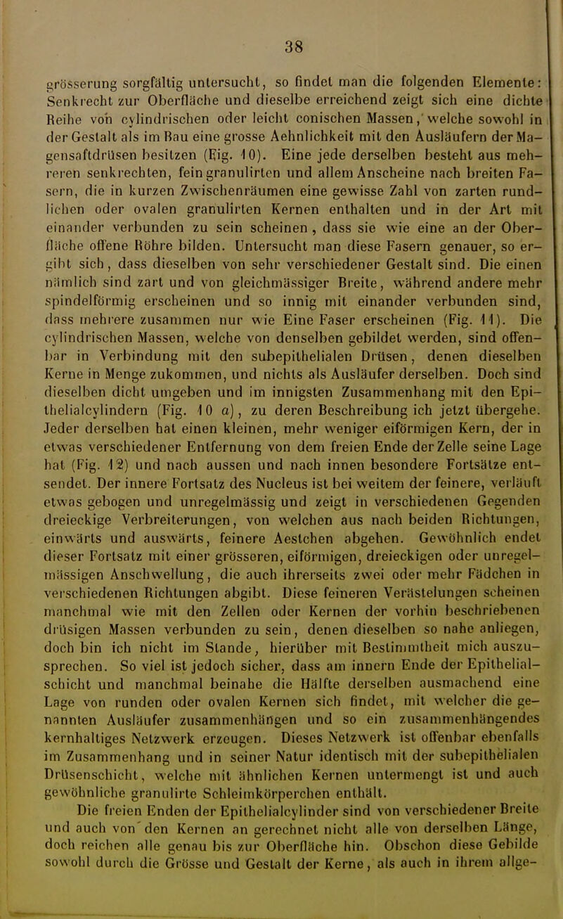 grösserung sorgfaltig untersucht, so findet man die folgenden Elemente: Senkrecht zur Oberflache und dieselbe erreichend zeigt sich eine dichte Reihe von cylindrischen oder leicht conischen Massen,'welche sowohl in der Gestalt als im Bau eine grosse Aehnlichkeit mit den Ausläufern derMa- gensaftdrüsen besitzen (Fig. 10). Eine jede derselben besieht aus meh- reren senkrechten, fein granulirtcn und allem Anscheine nach breiten Fa- sern, die in kurzen Zwischenräumen eine gewisse Zahl von zarten rund- lichen oder ovalen granulirlen Kernen enthalten und in der Art mit einander verbunden zu sein scheinen, dass sie wie eine an der Ober- fläche offene Bohre bilden. Untersucht man diese Fasern genauer, so er- gibt sich, dass dieselben von sehr verschiedener Gestalt sind. Die einen nämlich sind zart und von gleichmässiger Breite, während andere mehr spindelförmig erscheinen und so innig mit einander verbunden sind, dass mehrere zusammen nur wie Eine Faser erscheinen (Fig. 11). Die cylindrischen Massen, welche von denselben gebildet werden, sind offen- bar in Verbindung mit den subepithelialen Drüsen, denen dieselben Kerne in Menge zukommen, und nichts als Ausläufer derselben. Doch sind dieselben dicht umgeben und im innigsten Zusammenhang mit den Epi- thelialcylindern (Fig. 10 a), zu deren Beschreibung ich jetzt übergehe. Jeder derselben hat einen kleinen, mehr weniger eiförmigen Kern, der in etwas verschiedener Entfernung von dem freien Ende der Zelle seine Lage hat (Fig. 12) und nach aussen und nach innen besondere Fortsätze ent- sendet. Der innere Fortsatz des Nucleus ist bei weitem der feinere, verläuft etwas gebogen und unregelmässig und zeigt in verschiedenen Gegenden dreieckige Verbreiterungen, von welchen aus nach beiden Richtungen, einwärts und auswärts, feinere Aestchen abgehen. Gewohnlich endet dieser Fortsatz mit einer grösseren, eiförmigen, dreieckigen oder unregel- mässigen Anschwellung, die auch ihrerseits zwei oder mehr Fädchen in verschiedenen Richtungen abgibt. Diese feineren Verästelungen scheinen manchmal wie mit den Zellen oder Kernen der vorhin beschriebenen drüsigen Massen verbunden zusein, denen dieselben so nahe anliegen, doch bin ich nicht im Stande, hierüber mit Bestimmtheit mich auszu- sprechen. So viel ist jedoch sicher, dass am innern Ende der Epithelial— Schicht und manchmal beinahe die Hälfte derselben ausmachend eine Lage von runden oder ovalen Kernen sich findet, mit welcher die ge- nannten Ausläufer zusammenhängen und so ein zusammenhängendes kernhaltiges Netzwerk erzeugen. Dieses Netzwerk ist offenbar ebenfalls im Zusammenhang und in seiner Natur identisch mit der subepithelialon Drüsenschicht, welche mit ähnlichen Kernen untermengt ist und auch gewöhnliche granulirte Schleimkörperchen enthält. Die freien Enden der Epithelialcylinder sind von verschiedener Breite und auch von'den Kernen an gerechnet nicht alle von derselben Länge, doch reichen alle genau bis zur Oberfläche hin. Obschon diese Gebilde sowohl durch die Grösse und Gestalt der Kerne, als auch in ihrem allge-