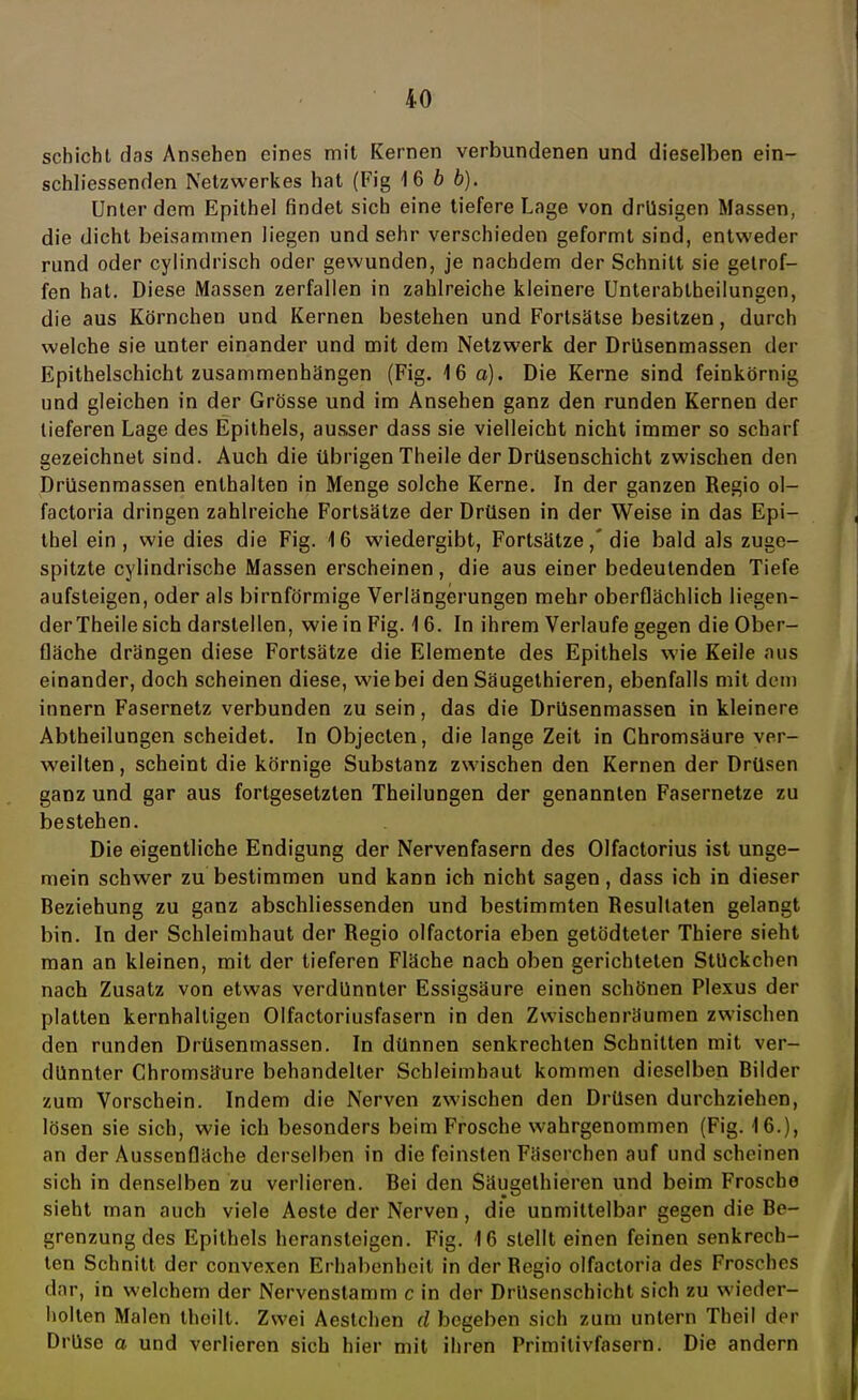 scbichl das Ansehen eines mit Kernen verbundenen und dieselben ein- schliessenden Netzwerkes hat (Fig 16 6 6). Unter dem Epithel findet sich eine tiefere Lage von drüsigen Massen, die dicht beisammen liegen und sehr verschieden geformt sind, entweder rund oder cylindrisch oder gewunden, je nachdem der Schnitt sie getrof- fen hat. Diese Massen zerfallen in zahlreiche kleinere Unterabtheilungen, die aus Körnchen und Kernen bestehen und Fortsätse besitzen, durch welche sie unter einander und mit dem Netzwerk der Drüsenmassen der Epithelschicht zusammenhängen (Fig. 16 a). Die Kerne sind feinkörnig und gleichen in der Grösse und im Ansehen ganz den runden Kernen der tieferen Lage des Epithels, ausser dass sie vielleicht nicht immer so scharf gezeichnet sind. Auch die übrigen Theile der Drüsenschicht zwischen den Drüsenmassen enthalten in Menge solche Kerne. In der ganzen Regio ol- factoria dringen zahlreiche Fortsätze der Drüsen in der Weise in das Epi- thel ein , wie dies die Fig. 16 wiedergibt, Fortsätze,' die bald als zuge- spitzte cylindrische Massen erscheinen, die aus einer bedeutenden Tiefe aufsteigen, oder als birnförmige Verlängerungen mehr oberflächlich liegen- der Theile sich darstellen, wie in Fig. 16. In ihrem Verlaufe gegen die Ober- fläche drängen diese Fortsätze die Elemente des Epithels wie Keile aus einander, doch scheinen diese, wie bei den Säugethieren, ebenfalls mit dem innern Fasernetz verbunden zu sein, das die Drüsenmassen in kleinere Abtheilungen scheidet. In Objecten, die lange Zeit in Chromsäure ver- weilten , scheint die körnige Substanz zwischen den Kernen der Drüsen ganz und gar aus fortgesetzten Theilungen der genannten Fasernetze zu bestehen. Die eigentliche Endigung der Nervenfasern des Olfactorius ist unge- mein schwer zu bestimmen und kann ich nicht sagen, dass ich in dieser Beziehung zu ganz abschliessenden und bestimmten Resultaten gelangt bin. In der Schleimhaut der Regio olfactoria eben getödteter Thiere sieht man an kleinen, mit der tieferen Fläche nach oben gerichteten Stückchen nach Zusatz von etwas verdünnter Essigsäure einen schönen Plexus der platten kernhaltigen Olfactoriusfasern in den Zwischenräumen zwischen den runden Drüsenmassen. In dünnen senkrechten Schnitten mit ver- dünnter Chromsäure behandelter Schleimhaut kommen dieselben Bilder zum Vorschein. Indem die Nerven zwischen den Drüsen durchziehen, lösen sie sich, wie ich besonders beim Frosche wahrgenommen (Fig. 16.), an der Aussenfläche derselben in die feinsten Fiiserchen auf und scheinen sich in denselben zu verlieren. Bei den Säugethieren und beim Frosche sieht man auch viele Aeste der Nerven, die unmittelbar gegen die Be- grenzung des Epithels heransteigen. Fig. 16 stellt einen feinen senkrech- ten Schnitt der convexen Erhabenheit in der Begio olfactoria des Frosches dar, in welchem der Nervenstamm c in der Drüsenschicht sich zu wieder- holten Malen theilt. Zwei Aestchen d begeben sich zum untern Theil der Drüse a und verlieren sich hier mit ihren Primilivfasern. Die andern