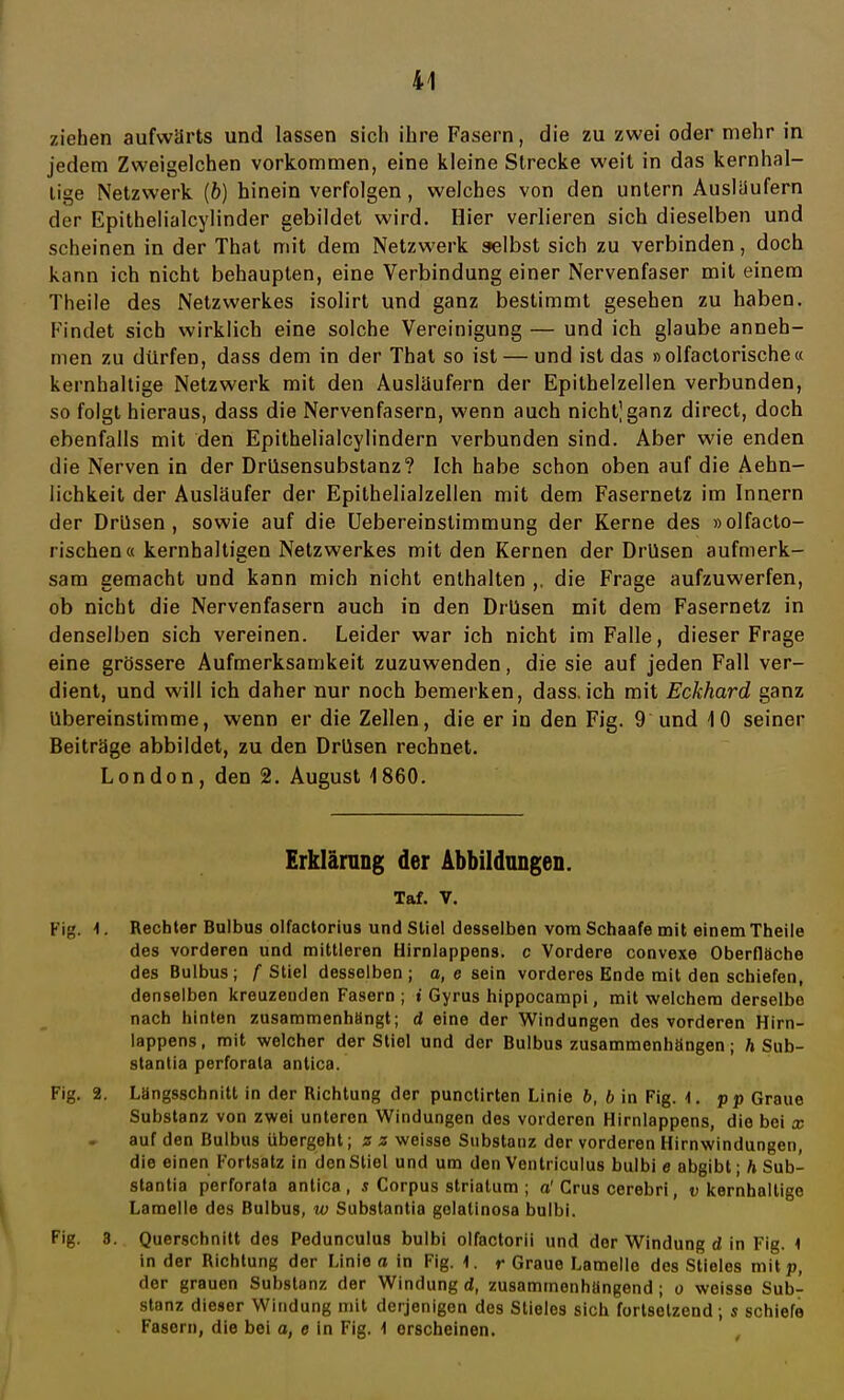 ziehen aufwärts und lassen sich ihre Fasern, die zu zwei oder mehr in jedem Zweigelchen vorkommen, eine kleine Strecke weit in das kernhal- tige Netzwerk (&) hinein verfolgen, welches von den untern Ausläufern der Epithelialcylinder gebildet wird. Hier verlieren sich dieselben und scheinen in der That mit dem Netzwerk selbst sich zu verbinden, doch kann ich nicht behaupten, eine Verbindung einer Nervenfaser mit einem Theile des Netzwerkes isolirt und ganz bestimmt gesehen zu haben. Findet sich wirklich eine solche Vereinigung — und ich glaube anneh- men zu dürfen, dass dem in der That so ist — und ist das »olfactorische« kernhaltige Netzwerk mit den Ausläufern der Epithelzellen verbunden, so folgt hieraus, dass die Nervenfasern, wenn auch nicht]ganz direct, doch ebenfalls mit den Epithelialcylindern verbunden sind. Aber wie enden die Nerven in der Drlisensubstanz? Ich habe schon oben auf die Aehn- lichkeit der Ausläufer der Epithelialzellen mit dem Fasernetz im Innern der Drüsen, sowie auf die Uebereinstimmung der Kerne des »olfacto- rischen « kernhaltigen Netzwerkes mit den Kernen der Drüsen aufmerk- sam gemacht und kann mich nicht enthalten ,, die Frage aufzuwerfen, ob nicht die Nervenfasern auch in den Drüsen mit dem Fasernetz in denselben sich vereinen. Leider war ich nicht im Falle, dieser Frage eine grössere Aufmerksamkeit zuzuwenden, die sie auf jeden Fall ver- dient, und will ich daher nur noch bemerken, dass.ich mit Eckhard ganz übereinstimme, wenn er die Zellen, die er in den Fig. 9 und 10 seiner Beiträge abbildet, zu den Drüsen rechnet. London, den 2. August 1860. Erklärung der Abbildungen. Taf. v. Rechter Bulbus olfactorius und Stiel desselben voraSchaafe mit einem Theile des vorderen und mittleren Hirnlappens, c Vordere convexe Oberflache des Bulbus; /Stiel desselben; a, e sein vorderes Ende mit den schiefen, denselben kreuzenden Fasern ; i Gyrus hippocampi, mit welchem derselbe nach hinten zusammenhangt; d eine der Windungen des vorderen Hirn- lappens, mit welcher der Stiel und der Bulbus zusammenhängen; h Sub- stantia perforala antica. Längsschnitt in der Richtung der punctirten Linie b, b in Fig. \. pp Graue Substanz von zwei unteren Windungen des vorderen Hirnlappens, die bei x auf den Bulbus übergeht; s z weisse Substanz der vorderen Hirnwindungen, die einen Fortsatz in den Stiel und um den Ventriculus bulbi e abgibt; h Sub- stantia perforata antica, s Corpus striatum ; a' Crus cerebri, v kernhaltige Lamelle des Bulbus, w Substantia gelalinosa bulbi. Querschnitt des Pedunculus bulbi olfactorii und der Windung d in Fig. 1 in der Richtung der Linie a in Fig. 1. r Graue Lamelle des Stieles mit p, der grauen Substanz der Windung d, zusammenhängend ; o weisse Sub- stanz dieser Windung mit derjenigen des Stieles sich fortsetzend ; s schiefe Fasern, die bei a, e in Fig. 1 erscheinen.