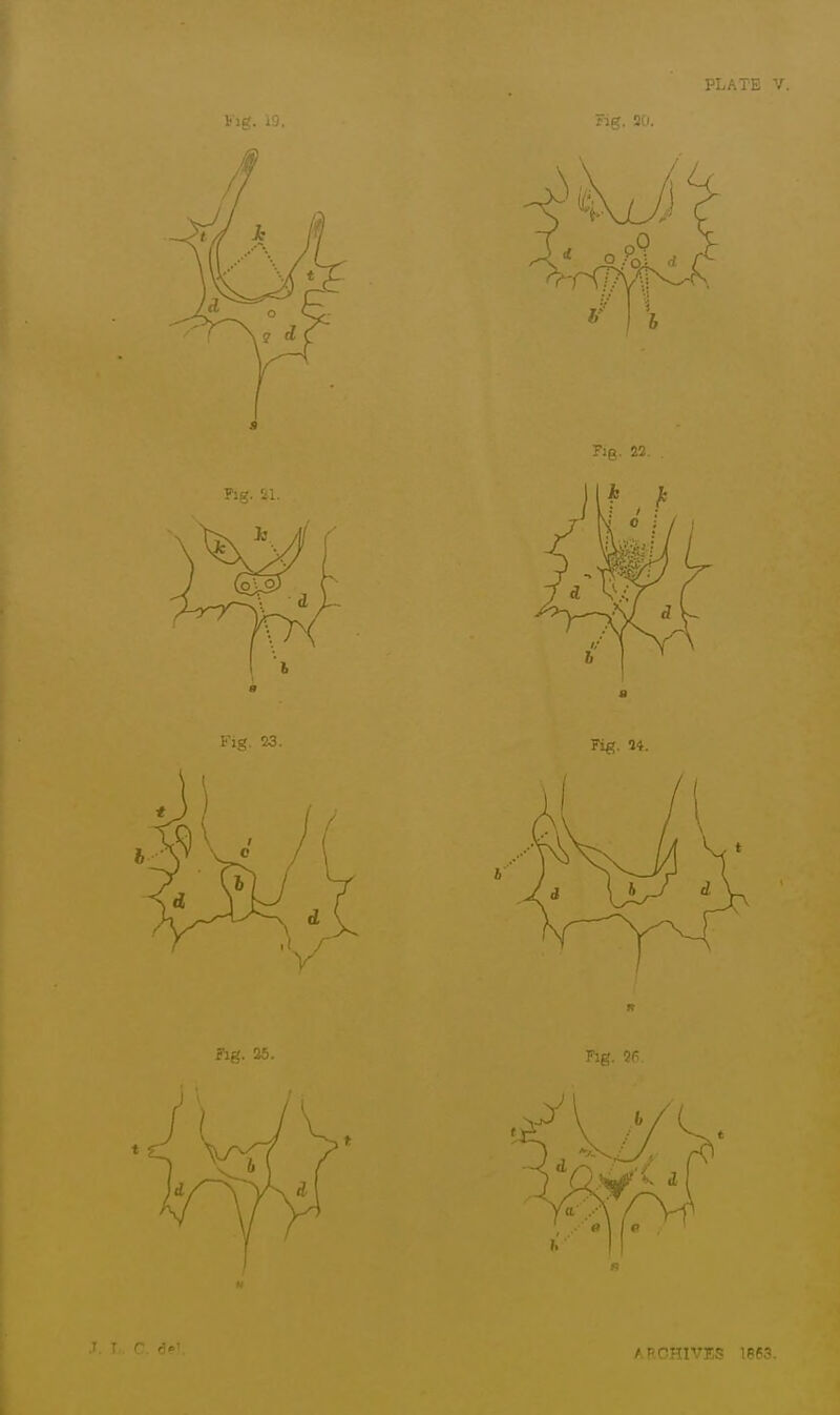 PLATE V. Fig. 20. r, r do' ARCHIVES 1863.