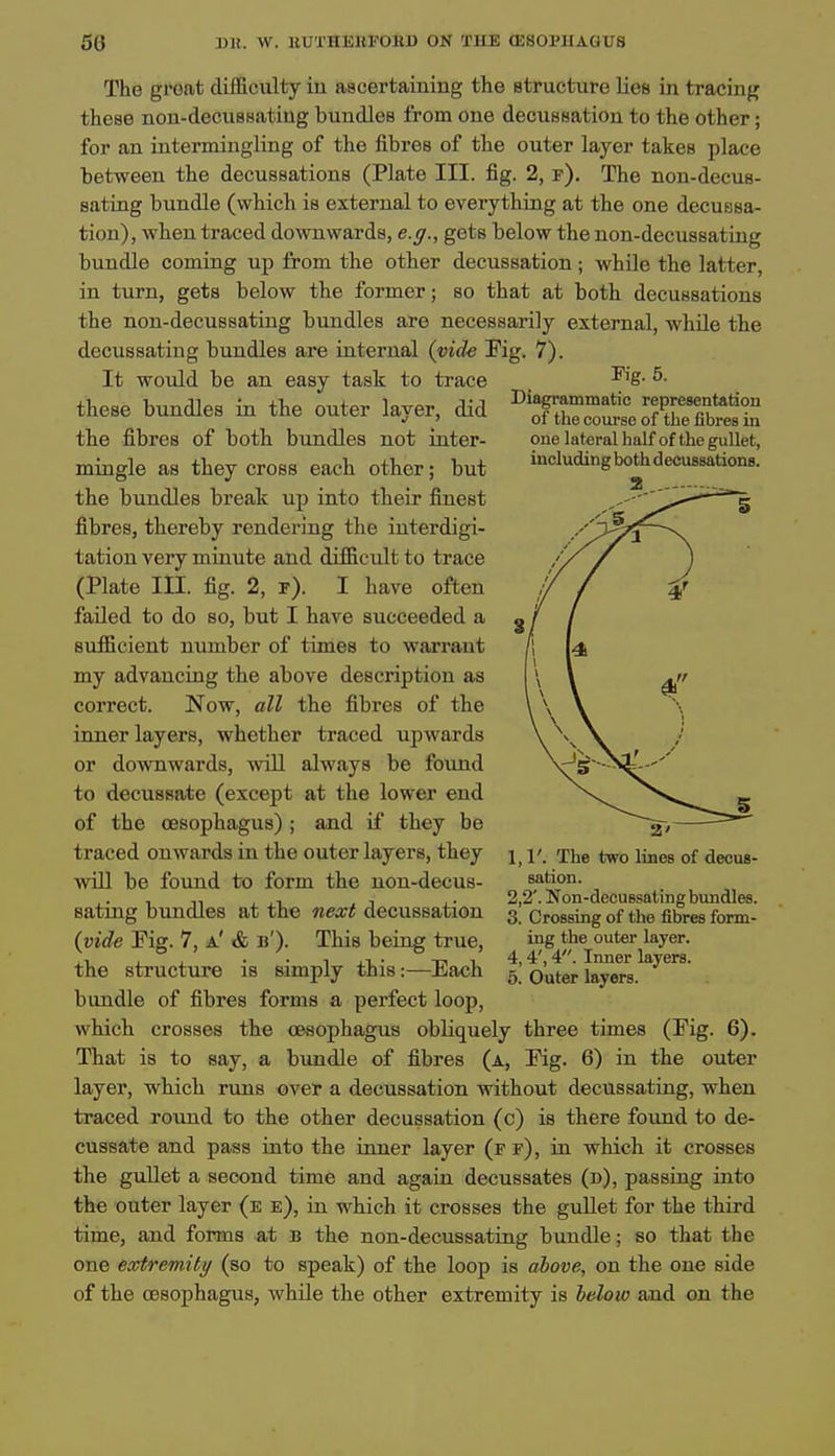 The groat difficulty in ascertaining the Btructure lies in tracing these nou-decuesatiug bundles from one decussation to the other; for an intermingling of the fibres of the outer layer takes place between the decussations (Plate III. fig. 2, f). The non-decus- sating bundle (which is external to everything at the one decussa- tion), when traced downwards, e.g., gets below the non-decussating bundle coming up from the other decussation; while the latter, in turn, gets below the former; so that at both decussations the non-decussating bundles are necessarily external, while the decussating bundles are internal {vide Fig. 7). It would be an easy task to trace these bundles in the outer layer, did the fibres of both bundles not inter- mingle as they cross each other; but the bundles break up into their finest fibres, thereby rendering the interdigi- tatiou very minute and difficult to trace (Plate III. fig. 2, r). I have often failed to do so, but I have succeeded a sufficient number of times to warrant my advancing the above description as correct. Now, all the fibres of the inner layers, whether traced upwards or downwards, will alw.ays be found to decussate (except at the lower end of the oesophagus) ; and if they be traced onwards in the outer layers, they will be found to form the non-decus- sating bundles at the next decussation (vide Fig. 7, a' & u'). This being true, the structure is simply this:—Each bundle of fibres forms a perfect loop, which crosses the oesophagus obliquely three times (Fig. 6). That is to say, a bundle of fibres (a, Fig. 6) in the outer layer, which runs over a decussation without decussating, when traced round to the other decussation (c) is there found to de- cussate and pass into the inner layer (f f), in which it crosses the gullet a second time and again decussates (n), passing into the outer layer (e e), in which it crosses the gullet for the third time, and forms at B the non-decussating bundle; so that the one eoctremity (so to speak) of the loop is above, on the one side of the oesophagus, while the other extremity is below and on the Fig. 5. Diagrammatic representation of the course of tiie fibres in one lateral half of the gullet, including bothdecussations. 1,1'. The two lines of decus- sation. 2,2'. Non-deouBsating bundles. 3. Crossing of the fibres form- ing the outer layer. 4,4', 4. Inner layers. 6. Outer layers.