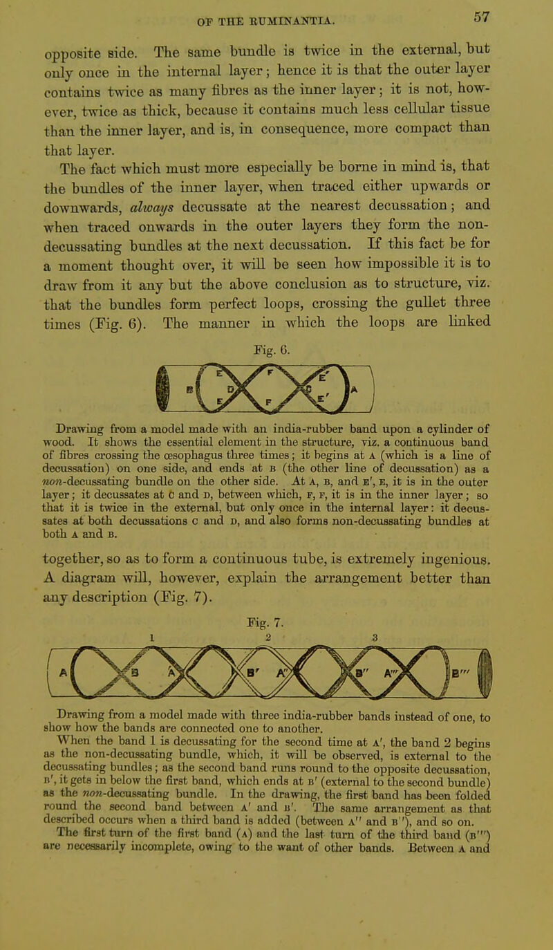 OF THE EUMINAHTTIA. 'i' opposite side. The same bundle ia twice in the external, but only once in the internal layer; hence it is that the outer layer contains twice as many fibres as the inner layer; it is not, how- ever, twice as thick, because it contains much less cellular tissue than the inner layer, and is, in consequence, more compact than that layer. The fact which must more especially be borne in mind is, that the bundles of the inner layer, when traced either upwards or downwards, altcai/s decussate at the nearest decussation; and when traced onwards in the outer layers they form the non- decussating bundles at the next decussation. If this fact be for a moment thought over, it wiU be seen how impossible it is to draw from it any but the above conclusion as to structure, viz. that the bundles form perfect loops, crossing the gullet three times (Fig. 6). The manner in which the loops are linked Fij. 6. Drawing from a model made with an india-rubber band upon a cylinder of wood. It shows the essential element in the structure, viz. a continuous band of fibres crossing the oesophagus three times; it begins at A (which is a line of decussation) on one side, and ends at b (the other line of decussation) as a «<Mi-decussating bundle on tlie other side. At A, b, and e', e, it is in the outer layer; it decussates at C and d, between wliich, p, p, it is in the inner layer; so that it is twice in the external, but only once in the internal layer: it decus- sates at both decussations c and d, and also forms non-decussating bundles at both A and b. together, so as to form a continuous tube, is extremely ingenious. A diagram will, however, explain the arrangement better than any description (Fig. 7). Fig. 7. 1 2 3 Drawing from a model made with three india-rubber bands instead of one, to show how the bands are connected one to another. When the band 1 is decussating for the second time at a', the band 2 begins aa the non-decussating bundle, which, it will be observed, is external to the decussating bundles; as the second band runs round to the opposite decussation, n', it gets in below the first band, which ends at b' (external to the second bundle) as the wo«-decu8sating bundle. In the drawing, the first band has been folded round the second band between a' and b'. The same arrangement as that described occurs when a third band is added (between a and b '), and so on. The first turn of the first band (a) and the last turn of the third band (b') are necessarily incomplete, owing to the want of other bands. Between A and