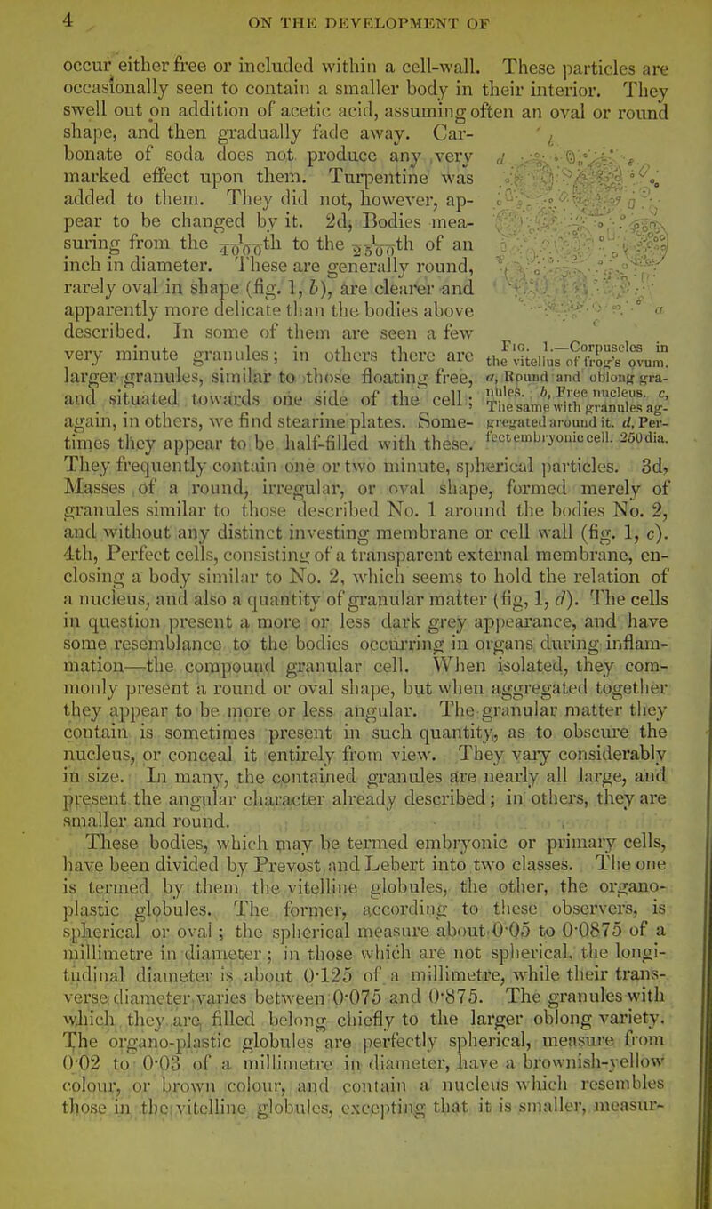 occur either free or included within a cell-walh These particles are occasionally seen to contain a smaller body in their interior. They swell out oil addition of acetic acid, assuming often an oval or round shape, and then gradually fade away. Car- ' ^ bonate of soda does not pi'oduce any .veiy ,i - -tv v marked effect upon them. Tuqoentine was '^o, added to them. They did not, however, ap- . -o .V pear to be changed by it. 2dj Bodies mea- ;' ° ^-^n>, suring from the jo'^ot^i to the ^g'ojyth of an inch in diameter. These are generally round, rarely oval in shape (fig. 1, h), are clearer and apparently more delicate th.an the bodies above  •* a described. In some of them are seen a few very minute granules; in others there are thf'Liluro^°fX's'otum'! larger granules, similar to. >those floating free, o, Upuud and ohionc-fi-a- and situated towards one side of the cell; ^J^l^^,^ again, ni others, we find slearine plates. Some- Ri-cifated around it. d,Vw- times they appear to be half-filled with these; fftc*pi^'yoficceil. 250dia. They frequently contain one or two minute, sj)herical jiarticles. 3d> Masses,of a round, irreguhu*, or oval shape, formed merely of granules similar to those described No. 1 around the bodies No. 2, and without any distinct investing membrane or cell wall (fig. 1, c). 4th, Perfect cells, consistini;; of a transparent external membrane, en- closing a body similar to No. 2, wdiich seems to hold the relation of a nucleus, and also a quantity of gi'anular matter (fig, 1, d). The cells in question present a more or less dark grey appearance, and have some resemblance to the bodies occUi'dng in organs: during inflam- mation—the compound granular cell. When isolated, they com- monly present a I'ound or oval shape, but when aggregated togetlier they appear to be more or less angular. The granular matter tiiey contain is sometimes present in such quantity, as to obscure the nucleus, or conceal it entirely from view. They vary considerably in size. • In many, the contained gi'anules ftre nearly all large, and present the angular character already described; in; othei's, they are smaller and round. , Tliese bodies, which piay be termed embryonic or primary cells, liave been divided by Prevost and Lebert into two classes. The one is termed by them the vitelline globules, the other, the organo- plastic globules. The former, Hccordipg to these, observers, is splierical or ova! ; the spherical measure about O-Oo to 0-0875 of a millimetre in dianieter; in those which are not spherical, the longi- tudinal diameter is about 012o of a millimetre, while theii-trans- verse dianieter varies between 0075 and 0875. The granules with wJiich they a.re, filled belong chiefly to the larger oblong variety. IJ'he organo-plastic globules are perfectly spherical, measure from 0;02 to 0-03 of a millimetre in diameter, have a brownish-vellow colour, or brown colour, and contain a nucleus which resembles those in, ,thei vitelline globules, exce])ting that; ill is smaller, nicasur-