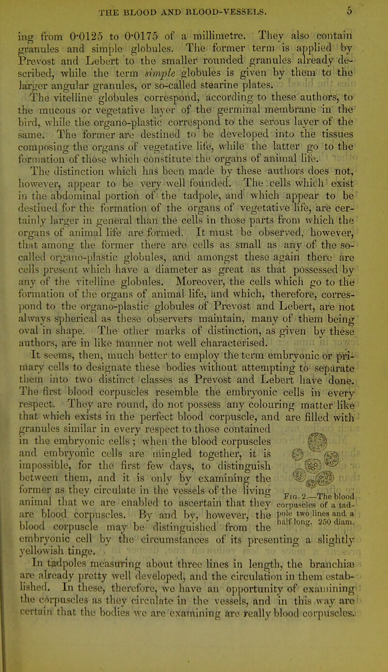 ing from 0'0125 to 0-0175 of a millimetre, Tliey also contain granules and simple globules. The former term is applied by Prevost and Lebert to the smaller rounded granules already de- scribed, while the term simple globules is given by them to the iariier angular a-ranules, or so-called stearine plates. ' ' The vitelline globules correspond, accordmg to these authors, to the mucous or vegetative layer of the germinal membrane in the bird, while the organo-plastic correspond to the serous layer of the same. The former are destined to be developed into the tissues composing the organs of vegetative life, while the latter go to the ft)rmation of those which constitute the organs of animal lite. The distinction which has been made by these authors does not, however, appear to be very well foiinded. The cells which exist in the abdominal portion of the tadpole, and' which appear to be destined for the formation of the organs of vegetative life, are cer- tainly larger in general than the cells in those parts from which the organs of animal life are formed. It must be observed, however, that among the former there are cells as small as any of the so- called organo-plastic globules, and amongst these again there are cells present whicli have a diameter as great as that possessed by any of the vitelline globules. Moreover, the cells which go to the formation of the organs of animal life, and which, therefore, coiTes- pond to the organo-plastic globules of Prevost and Lebert, are not always spherical as these observers maintain, many of them being oval in shape. The other marks of distinction, as given by these authors, are in like tnanner not well characterised. ■•y/r. It seems, then, much better to employ the term embryonic or pri- mary cells to designate these bodies without attempting to separate them into two distinct classes as Prevost and Lebert have done. The first blood corpuscles resemble the embryonic cells in every respect. They are round, do not possess any colouring matter like that which exists in the perfect blood corpuscle, and are filled with gi'anules similar in every respect to those contained in the embryonic cells ; \yhen the blood corpuscles and embryonic cells are mingled together, it is ^ impossible, for the first few days, to distinguish between them, and it is only by examining the ^^^-^^p) former as they circulate in the vessels of the living _ o '^an , I ^1 , ' 11 , . . .1 1 ^ Fig. 2.—The blood anmial that we are enabled to ascertam that they corpuscles of a tnd- are blood corpuscles. By and by, however, the {^'^|f-io7^°,''2r'' blood corpuscle maybe distinguished from the '^o- '''^'^ 'l'- embryonic cell by the circumstances of its presenting a slightly yellowish tinge. In tadpoles measuring about three lines in length, the branchitB are already j)retty well developed, and the circulation in them estab- lished. In these, therefore, we have an opportunity of examining the corpuscles as they circulate in the vessels, and in this-way are'' certain that the bodies we are examining are really blood corpuscles.'.