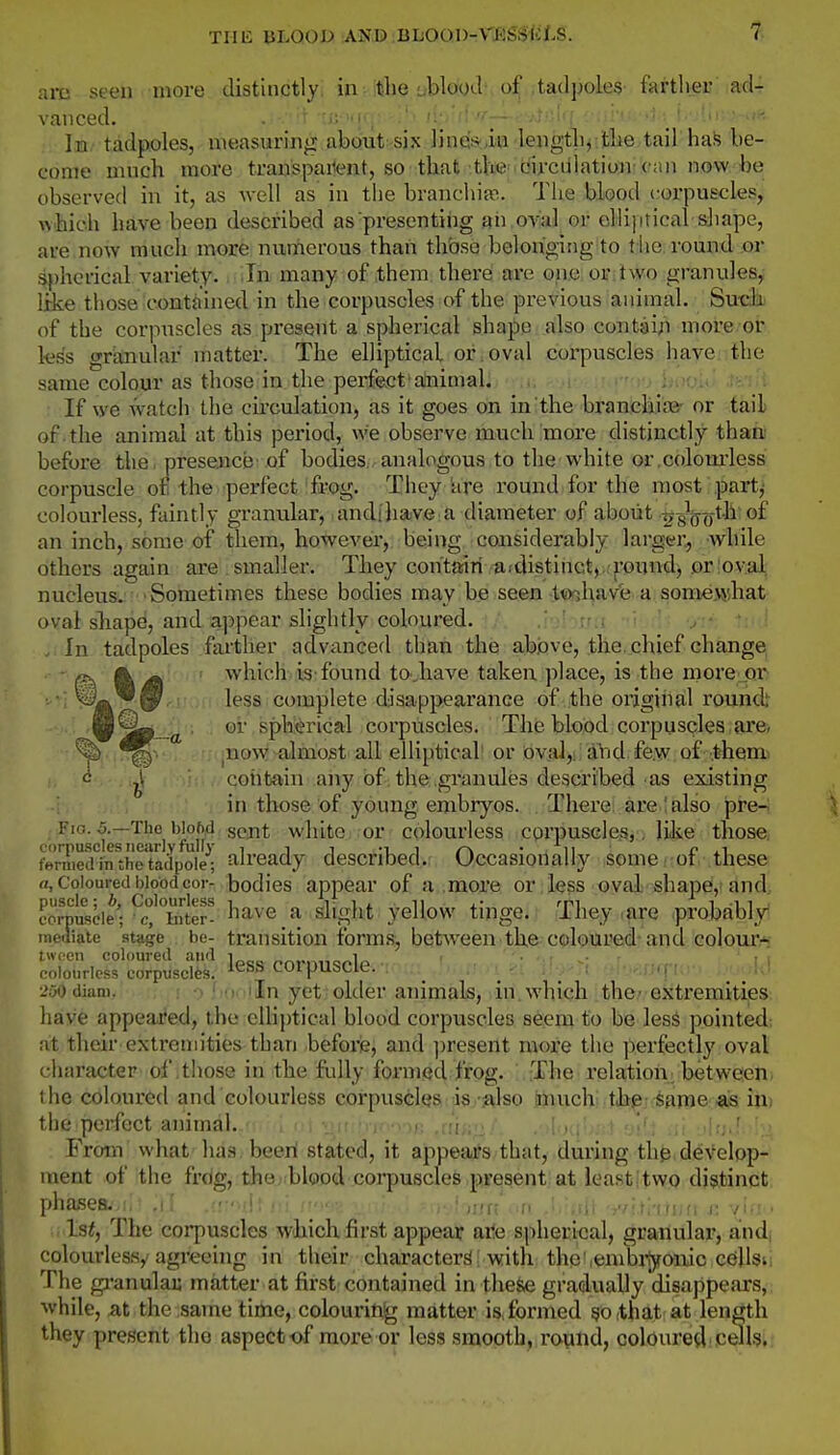 Tllli; ULOOD AND BLOOI)-\'ii!SSf:l.S. 1. am seen more distinctly, in the yblood , oj^.,tadpoles- fartUer' ad4 vancecl. - ■ ■» ■••!•, ' '•■ ■■ ■.•?•:'<[ '•«• • In tadpoles, measuring about-six line's'.ia lengtli^.itiie tail hafs be- come much more transpaiient, so that tWMcirciilatiuji; can now, be observed in it, as well as in tlie branchifo. The blood corpuscles, which have been described as presenting an .oA'al or elliptical sliape, are now much more numerous than those belonging to t he round er spherical variety. In many of them there are one or two granules, like those contained in the corpuscles of the previous animal. Su-cb of the corpuscles as present a spherical shape ailso contai/i more or less granular matter. The elliptical or.oval corpuscles have, the same colour as those in the perfect animal. .- . : If we watch the circulation, as it goes on in the brancbise- or tail of . the animal at this period, we observe muchtaore distinctly thaii! before the. presence of bodies, analogous to the white or colourless corpuscle of the perfect frog. They are round for the most partj colourless, faintly granular, .andihave a diameter of about ijgJjf ^th of an inch, some of them, however, being considerably larger, while others again are smaller. They con'tariri a.distinctj .pund, or oval, nucleus. Sometimes these bodies may be seen t*)ohave a somewdiat oval shape, and appear slightly coloured. .i'jbi.r;i tif.i . In tadpoles farther advanced than the abbve, the. chief change which is-found to-.have taken place, is the more or . . A fi''^' less complete disappearance of the original round' ■ B^, ^. or spherical corpuscles. The blood corpuscles are, f^^-. ^now almost all elliptical' or oval,: aVid.fe.w of .them i . contain airy of; the granules described as existing •i , J . , in those of young embryos. Thei'e are I also pre- Fro. 5.—The blof),d sent white or colourless corpuscles,, like those. corpuscles nearly fully i -i ^ -i i /-^ • ii r feriiied in the tadpole ; au'cady described. Uccasionally some! ot these rt, Coloured blood cor- bodies appear of a .raoxe or . less oval shape, and corpuscle';'cITnter- ^^^^'^ ^ slight yellow tinge. They .are probably mediate stage be- transition forms, between the coloured and colour- twcen coloured and i „ nc-^l colourless corpuscles. COipusciL. L'yO diani. ; •;) ' n iln yet older animals, in which the - extremities have appeaj!ed, the eUijrtical blood corpuscles seem to be less pointed at their extremities than befoi'ie, and ])resent more the perfectly oval character of .those in the fully formed frog. The relation^ between the coloured and colourless corpuscles is-jvlso nnich tbr^;rsame:-aia iu; the perfect animal. •. it M-j.--vip, .;:! . ■: ,!;..[ - . From what has been stated, it appears that, during the, develop- ment of :the frcig, the;.bl«Dd .corpuscles present at leastjtwQ distinct phases..il' ;iT ---..a: , : ■ ■ ,, .u, (>i,. r 1st, The corpuscles which first appear aife spherical, granular, and, colourlessy agreehig in their character^ with the'.embrijfonic cellsi The gi'anulau matter at first contained in the^ gradually disappears, while, at the same time, colourifi,jg matter is, formed so that at length they present the aspect of more or less smooth, roynd, coloured cells.