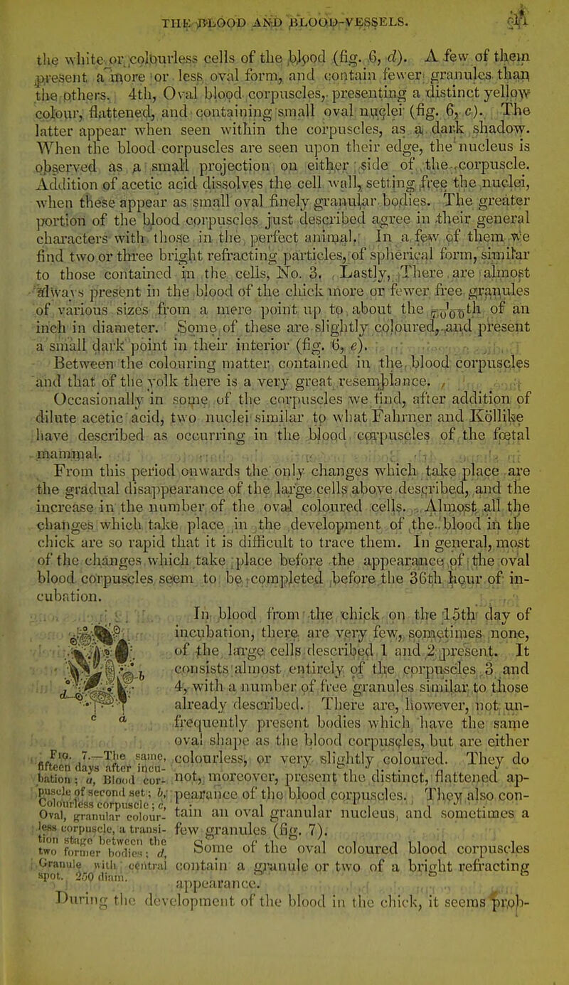 THE •jPLOob jAiib^)Eg,oaii>rf J§;.ss the white.or ^-coburless cells of the ,bJpod (fig. .6, d). A few of them p-esent .vn^ore ■ or less, oval form, and ciontaiu fewer, grajiulcs. thap tiie P.thers. 4th, Oval blood corpuscles,, presenting a distinct yeliQ-\v cpl;ouiV flattened, and'containing small oval ny;9lei' (fig. 6, c). The latter appear when seen whhin the corpuscles, as aj. dar.k shadow. When the blood corpuscles are seen upon their edge, the'nucleus is o})§ierved: as.^ismgll projection; o?i either ;.$3de of,;the.,corpuscle. Addition of acetic acid dissolves the cell \vall, setting free the nuclei, when these appear as small oval finely grauu^ar. bodies. The greater portion of the blood corpuscles just described agree in their general chai-acters with those in the, perfect animal,; In a.few^ of them w'e find two or three bright refracting particles, of spherical form, sipiifar to those contained in the cells, No. 3, ; Lastly, There, are • almost •'Mways present in the blood of the chick more or fewer free, granules of various sizes from a mere point up to, about the if.y'o^tli of an inch in diameter. Some of these are slightly coloured,..and present a small dark point in their interior (fig. '6,.e). : Between the colouring matter contained in the. blood corpuscles and that of the yolk there is a very great i'eseHvJ)ianee. , ; Occasionally in soijie .of the corpuscles we find, after addition of dilute acetic acid, two nuclei'similar to whatFahrner and Kollike iiave described as occurring in the blood c^puscles, o^.the fpjt^il . mam.mal. . ' ••;-' -'r d i;i From this period onwards the only changes which take place are the gradual disappearance of the laa'ge cells above ,desqribed, and the increase in the number of the oval coloured cell^. ..,Almo,st, all the changes which, taliie place ,in jthe ;deveiopjiient of,the..'blood in tlje chick are so rapid that it is difficult to trace them. In general, most of the changes , which take ;place before the appearance of the oval blood corpuscles sesem to: befcpmpjeted before the 36th lipur of in- cubation. . . : . . In blood from' the chipk on the ISth' day of ©^■!^ii^'- ' incubation, there, are very few,. sp,np,etimes ,none, ■ .;^4''a;^\ of-^he, large cells describe^l l aiid.^jQjresent. It consists almost OHtireiy of the cprpii^scles 3 and i^iMf!^^'' 4, with a number of free granules simiiai^to .those already described. There ai'e,,liowever, inpt; in- frequently present bodies which have the same oval shape as the blood corpusples, but are either ' j'^]'® eolourlessL: pr verY..sliij;htly coloured. They do fifteen days after mcu- . ' J \- ^- ^ n i tation; a, Blood cor- not,, moreover, prcscut the (listnict, flattened ap- ;pusck' of second set; b; pearaiicc of the blood corpuscles. They also con- Colourless corpusclo: c, 1 • i ■< ^ , ' i ' Oval, (jrannlar colour- i-^' ''■^^ o^'^i granular nucicus, and sometimes a less corpuscle, a transi- few granules (fiff. 7). tioii stuKc between the c .i' ii i i i i i i 1 two former bodies; cl, oome ot tile oval coloured blood corpuscles ;.Granule ivitii' ceiitral contain a fti'anule or two of a brisiht rcfi-acting spot. 250 diam. ^  t , j appearance. During the development of the blood in the chick, it seems pr,o)>