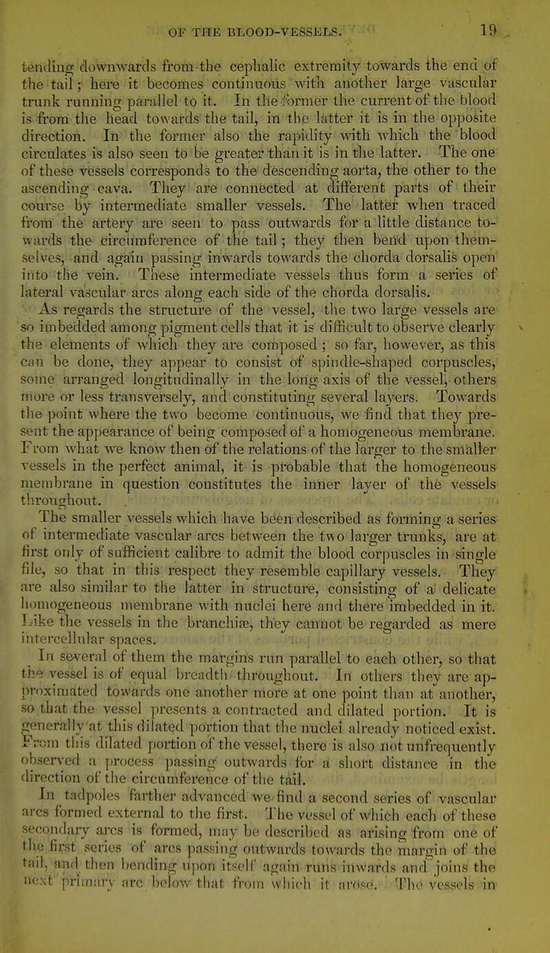 10 tending downwards from the ceplialic extremity towards the end of the tail; here it becomes continuous with another large vascular tnink running parallel to it. In the former the current of the blood is from the head towards the tail, in the latter it is in the opposite direction. In the former also the rapidity with which the blood circulates is also seen to be greater than it is in the latter. The one of these vessels corresponds to the descending aorta, the other to the ascending cava. They are connected at different parts of their course by intermediate smaller vessels. The latter when traced from the artery are seen to pass outwards for a little distance to- wards the circiimference of the tail; they then bend upon them- selves, and again passing inwards towards the chorda dorsalis open' into the vein. These intermediate vessels thus form a series of latei'al vascular arcs along each side of the chorda dorsalis. As regards the structure of the vessel, the two large vessels are so imbedded among pigment cells that it is difficult to observe clearly the elements of Avhich they are composed; so far, however, as this can be done, they appear to consist of spindle-shaped corpuscles, some arranged longitudinally in the long axis of the vessel, others more or less ti'ansversely, and constituting several layers. Towards the point where the two become continuous, we find that they pre- sent the appearance of being composed of a homogeneous membrane. From what we know then of the relations of the larger to the smaller vessels in the perfect animal, it is probable that the homogeneous membrane in question constitutes the inner layer of the vessels tlironghout. The smaller vessels which have been described as forming a series of intermediate vascular arcs between the two larger trunks, are at first only of sufficient calibre to admit the blood corpuscles in single file, so that in this respect they resemble capillary vessels. They are also similar to the latter in structure, consisting of a delicate homogeneous membrane with nuclei here and there imbedded in it. L'ike the vessels in the branchia?, they can'not be regarded as mere intercellular spaces. _ In several of them the margins run parallel to each other, so that the vessel is of equal breadth throughout. In others they are ap- proximated towards one another more at one point than at another, so that the vessel presents a contracted and dilated portion. It is generally'at this dilated portion that the nuclei already noticed exist. From this dilated pox-tion of the vessel, there is also not unfrequently observefl a process passing outwards for a short distance in the direction of the circumference of the tail. In tadpoles farther advanced we find a second series of vascular arcs formed external to the first. The vessel of which each of these secondary arcs is formed, may be described as arising from one of the first series of arcs passing outwards towards the margin of the tail, and^ then bending upon itself again runs inwards and joins the next phinary arc below that from which it arose. The vessels in