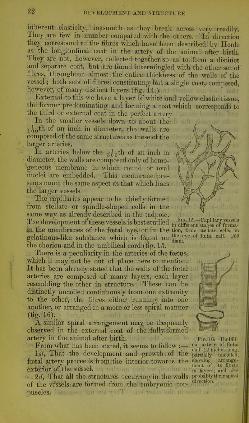 inlibrent elastici'ty,, 'inasmuch. as they break across very readily. They are few in jiumber comjiared M'ith the otliers. ' In direction they correspond t() the fibres which have, been desci-ibed by Henle as the longitudinal, coati in the artery of the animal after birth. They are not, however, collected together so as to form a distinct and separate coat, bat are found intermingled with the other set of fibres, throughout almost, the entire ^thickness of the walls of the vessel; both sets of fibres constituting but a single coatj* composed, however, of many distinct laj-ers (fig. 14.) . External to this we have a layer bf whitiS -and; yellow elastic tissue, the former predominating and forming a coat which corresponds to the third or external coat in the perfect artery. In the smaller vessels dpwn toi about ihe. i^th of an inch in diameter, the walls are composed of the same structures as those of the larger arteries. In arteries below the gJoth of an iiicli in diameter, the walls are composed only of homo- geneous membrane in vvliich round or oval nuclei are embedded. This. membrane pre- sents much the same aspect als that which lines the larger vessels. The capillaries appear to be chiefly formed from stellate or spindle-shaped cells in the same way as alreadv described in the tadpole. The development of these vessels is best studied ^:;^S^fo:^ in the membranes of the foetal eye, or in the tion, from stellate cells, in gelatinous-like substance which is fo^nd on ^^1^^^ °^ ^^^ ^^o the chorion and in the umbilical cord (fig. 15. There is a peculiarity in the arteries of tlie foetus, which it may not be out of place here to mention. It has been already stated that the walls of the foetal arteries are composed of many layers, each layer resembling the other in structure. These can be distinctly uncoiled continuously from one extremity to the other, the fibres either running into one another, or arranged in a more or less spiral manner (tig. 16). _ • . V . A similar spiral aiTangement may be frequently observed in the externab coat of the ^fullyriformed artery in the animal after birth. '1/. - ■ i t>. ..Fig. 16.—UmWli- ■ From what has been stated, it.seems to follow ^-^^^ajf^^^f-jf^q^/s i^,!*.' l^tf That the development and growth, of th6 piirtially 'uncoiled! foetal artery proceeds froriuthe interior towards: the s^p^'ng;. .ai-ranse- . • i- j^i '^1 , 1 meiit of Its nbns exterior 01,the vessel. • ' in layers, and als i.2il, That all the, structures occu'rringih It-he walls probably thelrspirai of the vessels; are formed from tloei^fembiyonic cor- puscles, !