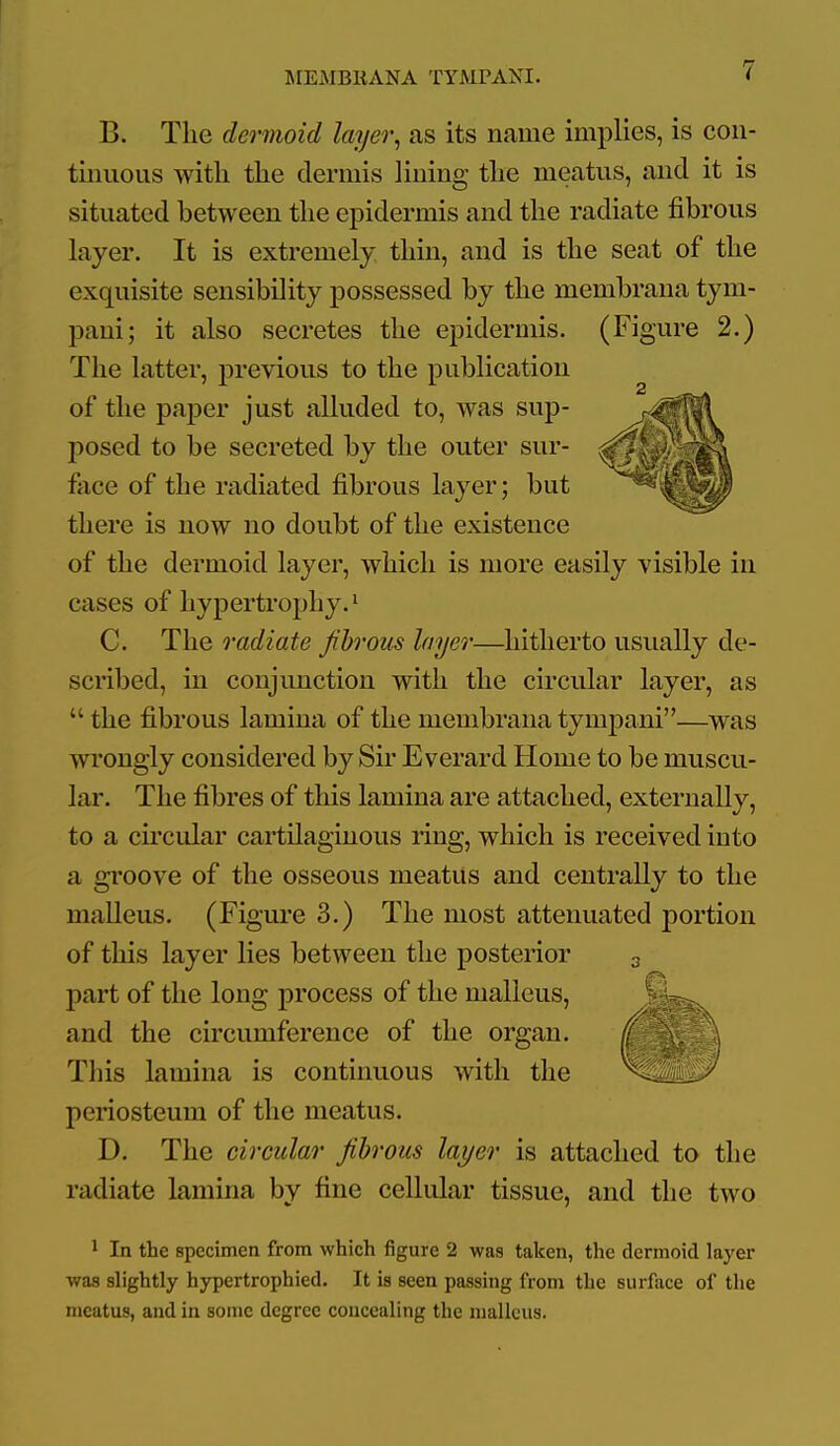 B. The dermoid layer^ as its name implies, is con- tinuous with the dermis lining the meatus, and it is situated between the epidermis and the radiate fibrous layer. It is extremely thin, and is the seat of the exquisite sensibility possessed by the membraua tym- paui; it also secretes the epidermis. (Figure 2.) The latter, previous to the publication of the paper just alluded to, was sup- posed to be secreted by the outer sur- face of the radiated fibrous layer; but there is now no doubt of the existence of the dermoid layer, which is more easily visible in cases of hypertrophy. ^ C. The radiate fibrous layer—hitherto usually de- sciibed, in conjunction with the circular layer, as  the fibrous lamina of the membrana tynipani—was wrongly considered by Sir Everard Home to be muscu- lar. The fibres of this lamina are attached, externally, to a circular cartilaginous ring, which is received into a groove of the osseous meatus and centrally to the malleus. (Figui'e 3.) The most attenuated portion of this layer lies between the posterior 3 part of the long process of the malleus, ^' and the circumference of the organ. Tliis lamina is continuous with the periosteum of the meatus. D. The circular fibrous layer is attached to the radiate lamina by fine cellular tissue, and the two * In the specimen from which figure 2 was taken, the dermoid layer was slightly hypertrophied. It is seen passing from the surface of the meatus, and in sonic degree concealing the malleus.
