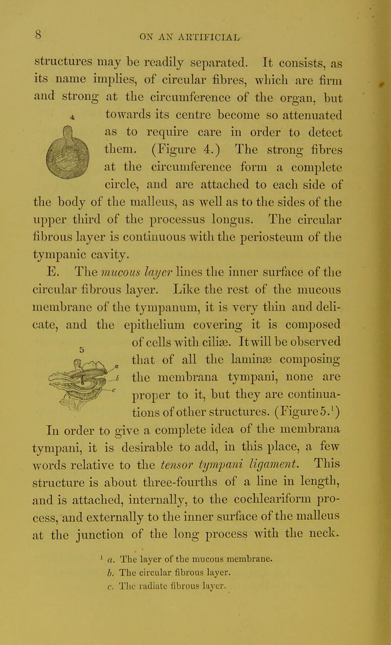 Structures may be readily separated. It consists, as its name implies, of circular fibres, which are firm and strong at the circumference of the organ, but towards its centre become so attenuated as to require care in order to detect them. (Figure 4.) The strong fibres at the circumference form a complete cii'cle, and are attached to each side of the body of the malleus, as well as to the sides of the upper third of the processus longus. The circular fibrous layer is continuous with the periosteum of the tympanic cavity. E. The mucous layer lines the inner surface of the circular fibrous layer. Like the rest of the mucous membrane of the tympanum, it is very thin and deli- cate, and the epithelium covering it is composed of cells with cilias. It will be observed that of all the laminge composing J the membrana tympani, none are proper to it, but they are continua- tions of other structures. (Figiu-eS.') In order to give a complete idea of the membrana tympani, it is desirable to add, in this place, a few words relative to the tensor tym-pani ligament. This structure is about three-fourths of a line in length, and is attached, internally, to the cochleariform pro- cess, and externally to the inner surface of the malleus at the junction of the long process with the neck. ' a. The layer of the mucous membrane. h. The circular fibrous layer, c. The radiate fibrous layer.