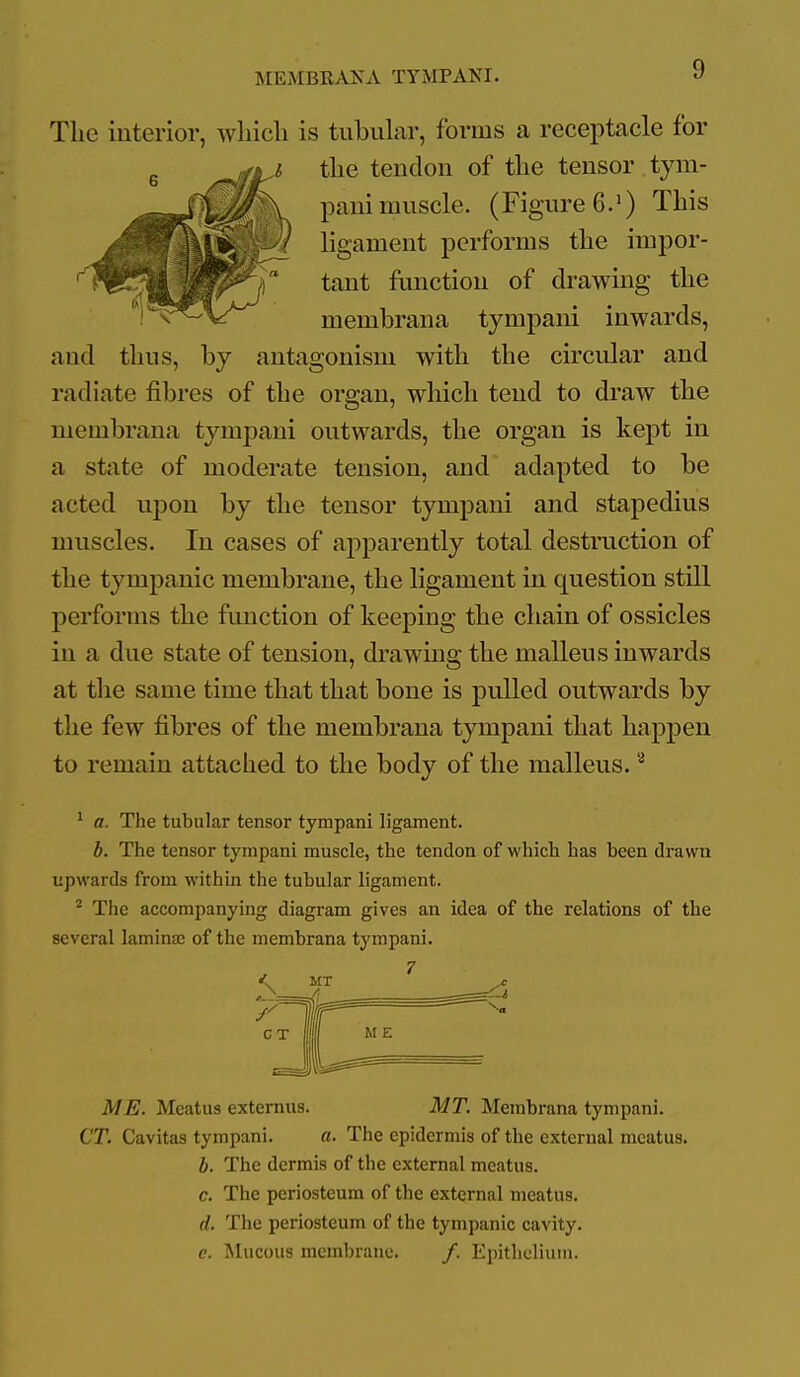 The interior, which is tubuhir, forms a receptacle for the tendon of the tensor , tym- pani muscle. (Figure 6.') This ligament performs the impor- tant fimction of drawing the membrana tympani inwards, and thus, by antagonism with the circular and radiate fibres of the organ, which tend to draw the membrana tympani outwards, the organ is kept in a state of moderate tension, and adapted to be acted upon by the tensor tympani and stapedius muscles. In cases of apparently total destruction of the tympanic membrane, the ligament in question still performs the function of keeping tbe chain of ossicles in a due state of tension, drawing the malleus inwards at the same time that that bone is pulled outwards by the few fibres of the membrana tympani that happen to remain attached to the body of the malleus. ^ a. The tubular tensor tympani ligament. b. The tensor tympani muscle, the tendon of which has been drawn upwards from within the tubular ligament. ^ The accompanying diagram gives an idea of the relations of the several laminae of the membrana tympani. ME. Meatus extemus. MT. Membrana tympani. CT. Cavitas tympani. a. The epidermis of the external meatus. b. The dermis of the external meatus. c. The periosteum of the external meatus. d. The periosteum of the tympanic cavity. c. Mucous membrane. /. Epithelium.