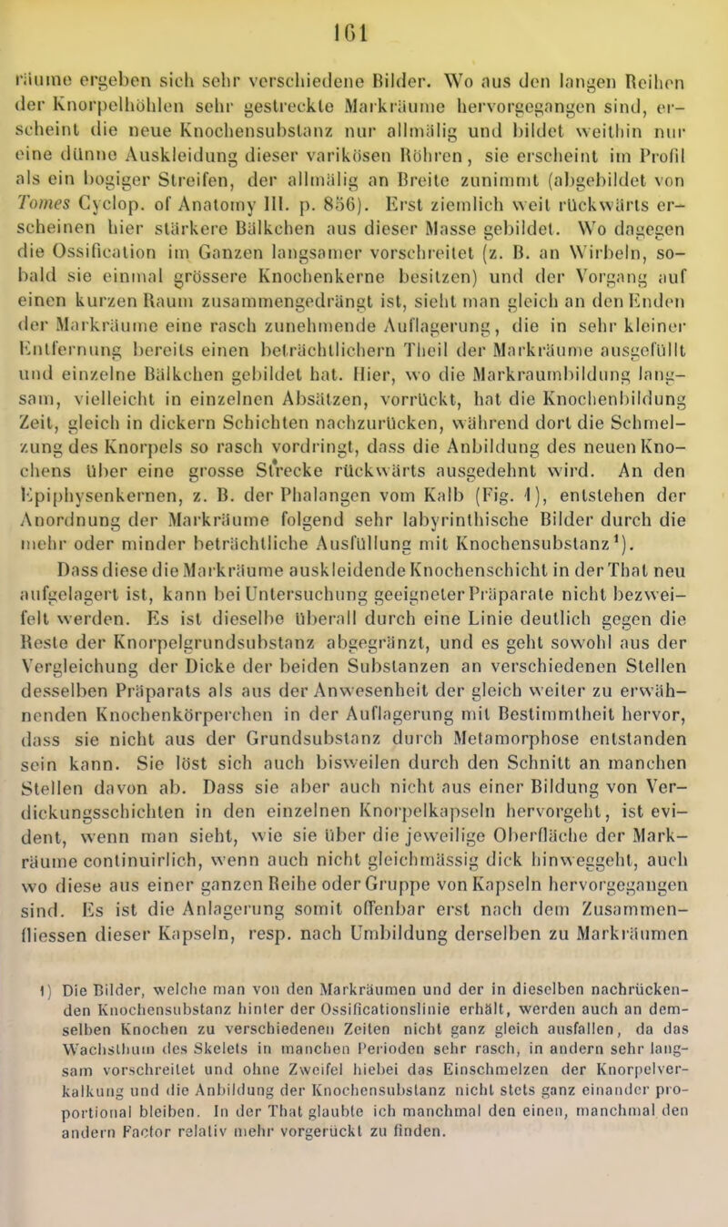 IGl riiuino erj^ebon sich sehr verschiedene Bilder. Wo nus den hingen Reihen der KnorpelhühhMi sehr gestreckte Markriinnie hervorgegangen sind, er- scheint die neue Knochensubstanz nur alinuiMg und bildet weitiiin nur eine dünne Auskleidung dieser varikösen Ilöhren, sie erscheint im Prolil als ein bogiger Streifen, der allniälig an Breite zunimmt (abgebildet von Tomes Gyclop. of Anatomy III. p. 856). Erst ziemlich weit rUckvvüris er- scheinen hier stärkere Balkchen aus dieser Masse gebildet. Wo dagegen die Ossification im Ganzen langsamer vorschieilel (z. B. an Wirbeln, so- bald sie einmal grössere Knochenkerne besitzen) und der Vorgang auf einen kurzen Baum zusammengedrängt ist, sieht man gleich an den Enden der Markräume eine rasch zunehmende Auflagerung, die in sehr kleiner Entfernung bereits einen beträchtlichem Theil der Markräume ausiiel'üllt und einzelne Bälkchen gebildet hat. Hier, wo die Markraumbildung lang- sam, vielleicht in einzelnen Absätzen, vorrückt, hat die Knoclienbildung Zeit, gleich in dickern Schichten nachzurücken, während dort die Schmel- zung des Knorpels so rasch vordringt, dass die Anbildung des neuen Kno- chens Uber eine grosse Strecke rückwärts ausgedehnt wird. An den Epiphysenkernen, z. B. der Phalangen vom Kalb (Fig. 1), entstehen der Anordnung der Markräume folgend sehr labyrinthische Bilder durch die mehr oder minder beträchtliche Ausfüllung mit Knochensubstanz^). Dass diese die Markräume auskleidende Knochenschicht in der That neu aufgelagert ist, kann bei Untersuchung geeigneter Präparate nicht bezwei- felt werden. Es ist dieselbe überall durch eine Linie deutlich gegen die Beste der Knorpelgrundsubstanz abgegränzl, und es geht sowohl aus der Veruleichuno der Dicke der beiden Substanzen an verschiedenen Stellen desselben Präparats als aus der Anwesenheit der gleich weiter zu erwäh- nenden Knochenkörperchen in der Auflagerung mit Bestimmtheit hervor, dass sie nicht aus der Grundsubstanz durch Metamorphose entstanden sein kann. Sie löst sich auch bisweilen durch den Schnitt an manchen Stellen davon ab. Dass sie aber auch nicht aus einer Bildung von Ver- dickungsschichten in den einzelnen Knorpelkapseln hervorgeht, ist evi- dent, wenn man sieht, wie sie über die jeweilige Oberfläche der Mark- räume conlinuirlich, wenn auch nicht gleichmässig dick hinweggeht, auch wo diese aus einer ganzen Reihe oder Gruppe von Kapseln hervorgegangen sind. Es ist die Anlagerung somit olTenbar eist nach dem Zusammen- fliessen dieser Kapseln, resp. nach Umbildung derselben zu Markräumen 1) Die Bilder, weiche man von den Markräumen und der in dieselben nachrücken- den Knocliensiibstanz hinler der Ossificationslinie erhält, werden auch an dem- selben Knochen zu verschiedenen Zeiten nicht ganz gleich ausfallen, da das Waciislliuin ties Skelels in manchen Perioden sehr rasch, in andern sehr lang- sam vorschreilet und ohne Zweifel hiebei das Einschmelzen der Knorpelver- kalkung und die Anbildung der Knochensubstanz nicht stets ganz einander pro- portional bleiben. In der That glaubte ich manchmal den einen, manchn)al den andern Factor relativ mehr vorgerückt zu finden.