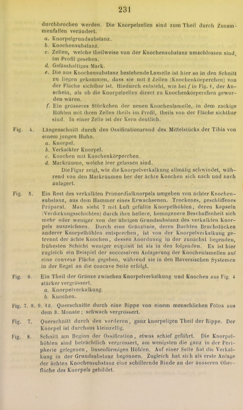 durchbrochen werden. Die Knorpelzellen sind zura Theil durch Zusam- menfallen verändert. a. Knorpelgrundsubstanz. b. Knochensubstanz. c. Zellen, welche theilweise von der Knochensubslanz umschlossen sind, im Profil gesehen. d. Goffisshaltiges .Mark. e. Die aus Kiiochensubstanz bestehende Lamelle ist hier so in den Schnitt zu liegen gekommen, dass sie mit 2 Zellen (Knocheiikörperchen) von der Flache sichtbar ist. Hiedurch entsteht, wie bei f in Fig. -), der An- schein, als ob die Knorpelzellen direct zu Knochenkörperchon gewor- den waren. f. Ein grösseres Stückchen der neuen Knochenlamelle, in dem zackige Höhlen mit ihren Zellen theils im Profil, Iheils von der Flüohe sichtbar sind. In einer Zelle ist der Kern deutlich. Fig. 4. I.iingenschnilt durch den Ossificationsrand des Millelslücks der Tibia von einem jungen Huhn. a. Knorpel. b. Verkalkter Knorpel. c. Knochen mit Knochenkörperchen. d. Markiäume, welche leer gelassen sind. Die Figur zeigt, wie die Knorpelverkalkung allmiilig scliwindet, wäh- rend von den Markräumen her der ächle Knochen sich nach und nach anlagert. Fig. 5. Ein Rest des verkalkten Primordialknorpels umgeben von achter Knochen- subslanz, au.s dem Hammer eines Erwachsenen. Trockenes, geschlifTencs Priiparal. Alan sieht 7 mit Luft gefullle Knorpelhöhlen, deren Kapseln ,'Veidickungsschichten) durch ihre hellere, homogenere BeschatTenheit sich mehr oder weniger von der übrigen Grundsiibslanz des verkalkten Knor- pels auszeichnen. Durch eine Gränzlinie, deren Buchten Bruchslücken anderer Knorpelhöldon entsprechen, ist von der Knorpelveikalkuiig ge- trennt der äclile Knochen, dessen Anordnung in der zunächst liegenden, frühesten Schicht weniger exquisit ist als in den folgenden. Es ist hier zugleich ein Beispiel der successiven Anlagerung der Knochenlamellen auf eine convexe Fläche gegeben, wählend sie in den Haversischen Systemen in der Flegel an die concave Seile erfolgt. Fig. 6. Ein Theil der Gränze zwischen Knorpelverkalkung und Knochen aus Fig. 4 stärker vergrössert. a. Knor|)elverkalkung. b. Knoclien. Fig. 7. 8. 9. 10. O'^^rschnitte durch eine Hippe von einem menschlichen Fötus aus dem 3. Monate; schwach vergrössert. Fig. 7. Querschnitt durch den vorderen, ganz knorpeligen Theil der Rippe. Der Knorpel ist durchaus kleinzellig. Fig. 8. Schnitt am Beginn der Ossificalion , etwas schief geführt. Die Knorpel- höhlen sind belräclillich veriirösserl, am weniuslen die ganz in der Peii- pherie gelegenen, linsenförmigen Höhlen. Auf einer Seile hat die Verkal- kung in der Grundsubslanz begonnen. Zugleich hat sich als erste Anlage der ächten Knochensubstanz eine schillernde Rinde an der äusseren Über- fläche des Knorpels gebildet.
