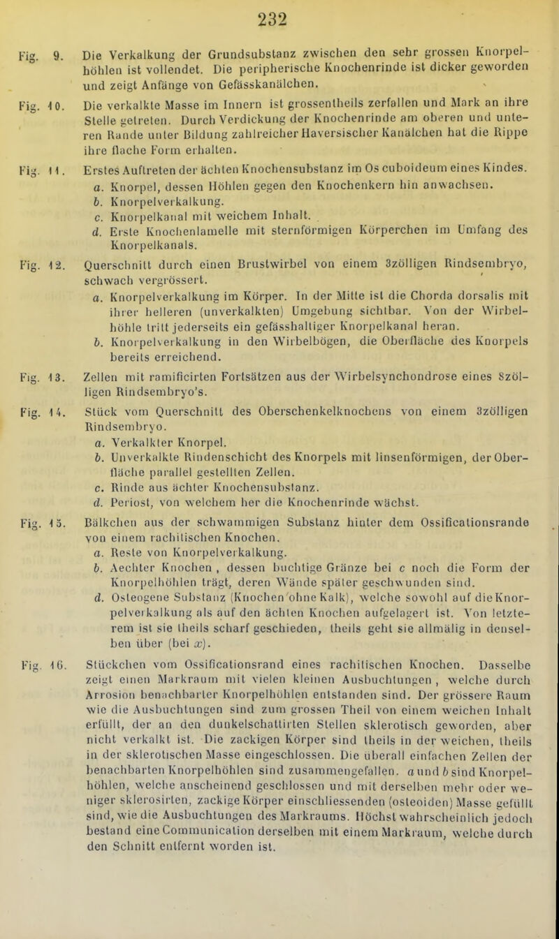 Fig. 9. Die Verkalkung der Grundsubstanz zwischen den sehr grossen Knorpel- höhlen ist vollendet. Die peripherische Knochenrinde ist dicker geworden und zeigt Anfänge von Gefässkanülchen. Fig. 4 0. Die verkalkte Masse im Innern ist grossentheils zerfallen und Mark an ihre Stelle getreten. Durch Verdickung der Knochenrinde am oberen und unte- ren Rande unter Bildung zahlreicher Haversischer Kanälchen hat die Rippe ihre flache Form erhalten, Fig. 11. Erstes Auftreten der ächten Knochensubstanz im Os cuboideum eines Kindes. a. Knorpel, dessen Höhlen gegen den Knochenkern hin anwachsen. b. Knorpelverkalkung. c. Knoipelkaiial mit weichem Inhalt. d. Erste Knoclienlamelle mit sternförmigen Körperchen im Umfang des Knorpelkanals. Fig. \2. Querschnitt durch einen Brustwirbel von einem 3zölligen Rindsembryo, schwach vergiössert. o. Knorpelverkaikung im Körper. In der Mille ist die Chorda dorsalis mit ihrer helleren (unverkalkten) Umgehung sichtbar. Von der Wirbel- höhle tritt jederseits ein gefässhaltiger Knorpelkanal heran. b. Knorpelveikalkung in den Wirbelbögen, die Obeiflache des Knorpels bereits erreichend. Flg. 13. Zellen mit ramificirten Fortsätzen aus der Wirbelsynchondrose eines Szöl- ligen Rindsembryo's. Fig. 14. Stück vom Querschnitt des Oberschenkelknochens von einem 3zölligen Rindsenibryo. o. Verkalkter Knorpel. b. Unverkalkte Rindenschicht des Knorpels mit linsenförmigen, derOber- lläclie parallel gestellten Zellen. c. Rinde aus ächtei- Knochensnbstanz. d. Periost, von welchem her die Knochenrinde w'üchst. Fig. 13. Bälkchen aus der schwammigen Substanz hinter dem Ossificalionsrande von einem rachitischen Knochen, o. Reste von Knorpelverkalkung. 6. Aechter Knochen , dessen bnchtige Gränze bei c noch die Form der Knorpelhöhien trägt, deren Wände später geschwunden sind. d. Osteogene Substanz (Knochen ohne Kalk), welche sowohl auf dieKnor- pelvei kalkung als auf den ächten Knochen aufi^elagert ist. Von letzte- rem ist sie theils scharf geschieden, Ihcils gehl sie allmälig in densel- ben über (bei x]. Fig. IG. Stückchen vom Ossificationsrand eines rachitischen Knochen. Dasselbe zeii^t einen Markraum mit vielen kleinen Ausbuchtungen , welche durch Arrosion beniichbarler Knorpelhöhlen entstanden sind. Der grössere Raum wie die Ausbuchtungen sind zum grossen Theil von einem weichen Inhalt erfüllt, der an den dunkelschattirlen Stellen sklerotisch geworden, aber nicht verkalkt ist. Die zackigen Körper sind theils in der weichen, theils in der sklerotischen Masse eingeschlossen. Die uberall einfachen Zellen der benachbarten Knorpelhöhlen sind zusammengefallen, ound ösind Knorpel- höhlen, welche anscheinend geschlossen und mit derselben mehr oder we- niger sklerosirlen, zackige Körper einschliessenden (osteoiden) Masse gefüllt sind, wie die Ausbuchtungen des Markraums. Höchstwahrscheinlich jedoch bestand eine Communicalion derselben mit einem Markraum, welche durch den Schnitt entfernt worden ist.