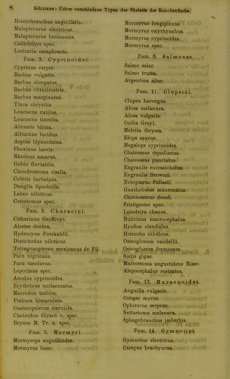 Ileterobranclius anguillaris. Malapterurus electricus. Malapteruru8 beninensis. Callichthys spec. Loricaria cataphracta. Fam. 2. Cyprinoidei. Cyprinus carpio. Barbus vulgaris. Barbus elongatus. Barbus obtusirostris. Barbus marginatus. Tinea chrysitis. Leuciscus rutilus. Leuciscus tincella. Abramis blicea. Alburnus lucidus. Aspius bipunctatus. Phoxinus laevis. Rliodeus amarus. Gobio fluviatilis. Cliondrostoma risella. Cobitis barbatula. Dangila lipocheila. Labeo niloticus. Catostomus spec. Fam. 3. Cliaracini. Citharinus Geoffroyi. Alestes dentex. Hydrocyon Forskahlii. Distichodus niloticus. Tetragonopterus mexicanus de FU. Pacu nigricans. Pacu taeniurus. Leporinus spec. Anodus cyprinoides. Erythrinus unitaeniatus. jyiacrodon trahira. Piabuca bjmaculata. Gasteropelecus sternicla. Cheirodon Girard n. spec. Brycon M. Tr. n. spec. Fam. 5. Mormyri. Mormyrops anguilloides. Mormyrus bane. Mormyrus longipinnis. Mormyrus oxyrhynchus. Mormyrus cyprinoides. Mormyrus spec. Fam. 8. Salmones. Salmo salar. Salmo trutta. Argentina silur. Fam. 11. Clupeini. Clupea harengus. Alosa melanura. Alosa vulgaris. Coilia Grayi. Meletta thryssa. Elops saurus. Megalops cyprinoides. Chatoessus c'epedianus. Chatoessus punctatus. Engraulis encrasicholus. Engraulis Brownii. Notopterus Pallasii. Gnatliobolus mucronatus. Chirocentrus dorab. Pristigaster spec. Lutodeira chanos. Biitirinus macrocephalus. Hyodon claudulus. Heterotis niloticus. Osteoglosum vandellii. Osteoglosui^ form.osum. Sudis gigas. Macrostoma angustidens Risso. Alepocephalus rostratus. Fam. 13. Muraenoidei. Anguilla vulgaris. Conger myrus. Ophisurus serpens. Nettastoma melanura. Spliagebranchus imberbis. , Ffini,. 1,4., XJ y m njo ti j IJ i Gymnotus electricus. Carapug brachyurus.
