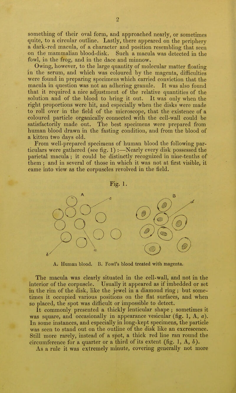 something of their oval form, and approached nearly, or sometimes quite, to a circular outline. Lastly, there a])peared on the periphery a dark-red macula, of a character and position resembling that seen on the mammalian blood-disk. Such a macula was detected in the fowl, in the frog, and in the dace and minnow. Owing, however, to the large quantity of molecular matter floating in the serum, and which was coloured by the magenta, difficulties were found in preparing specimens which carried conviction that the macula in question was not an adhering granule. It was also found that it required a nice adjustment of the relative quantities of the solution and of the blood to bring it out. It was only when the right proportions were hit, and especially when the disks were made to roll over in the field of the microscope, that the existence of a coloured particle organically connected with the cell-wall could be satisfactorily made out. The best specimens were prepared from human blood drawn in the fasting condition, and from the blood of a kitten two days old. From well-prepared specimens of human blood the following par- ticulars were gathered (see fig. 1) :—Nearly every disk possessed the parietal macula ; it could be distinctly recognized in nine-tenths of them ; and in several of those in which it was not at first visible, it came into view as the corpuscles revolved in the field. Fig. 1. A. Human blood. B. Fowl's blood treated with magenta. The macula was clearly situated in the cell-wall, and not in the interior of the corpuscle. Usually it appeared as if imbedded or set in the rim of the disk, like the jewel in a diamond ring; but some- times it occupied various positions on the flat surfaces, and when so placed, the spot was difficult or impossible to detect. It commonly presented a thickly lenticular shape ; sometimes it was square, and occasionally in appearance vesicular (fig. 1, A, a). In some instances, and especially in long-kept specimens, the particle was seen to stand out on the outline of the disk like an excrescence. Still more rarely, instead of a spot, a thick red Une ran round the circumference for a quarter or a third of its extent (fig. 1, A, b). As a rule it was extremely minute, covering generally not more