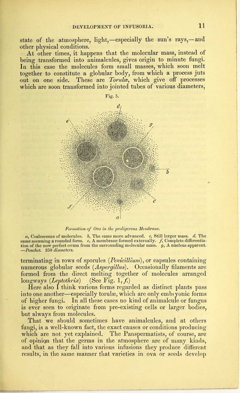 state of the atmosphere, light,—especially the sun's rays,—and other physical conditions. At other times, it happens that the molecular mass, instead of being transformed into animalcules, gives origin to minute fungi. In this case the molecules form small masses, which soon melt together to constitute a globular body, from which a process juts out on one side. These are Torulce^ which give off processes which are soon transformed into jointed tubes of various diameters. Fig. 5. € Formation of Ova in the proligerous Membrane. a, Coalescence of molecules. The same more advanced, c, Still larger mass. d. The same assuming a rounded form, e, A membrane formed externally. /, Complete differentia- tion of the now perfect ovum from the surrounding molecular mass, A nucleus apparent. —Pouchet. 250 diameters. terminating in rows of sporules [Pemcillmm) ^ or capsules containing numerous globular seeds [Aspergillus). Occasionally filaments are formed from the direct melting together of molecules arranged longways {Leptothrix) (See Fig. 1,/.) Here also I think various forms regarded as distinct plants pass into one another—especially torulse, which are only embiyonic forms of higher fungi. In all these cases no kind of animalcule or fungus is ever seen to originate from pre-existing cells or larger bodies, but always from molecules. That we should sometimes have animalcules, and at others fungi, is a well-known fact, the exact causes or conditions producing which are not yet explained. The Panspermatists, of course, are of opinion that the germs in the atmosphere are of many kinds, and that as they fall into various infusions they produce different results, in the same manner that varieties in ova or seeds develop