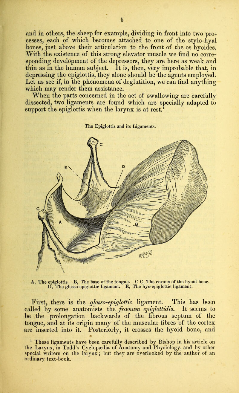 and in others, the sheep for example, dividing in front into two pro- cesses, each of which becomes attached to one of the stjlo-hyal bones, just above their articulation to the front of the os hyoides. With the existence of this strong elevator muscle we find no corre- sponding development of the depressors, they are here as weak and thin as in the human subject. It is, then, very improbable that, in depressing the epiglottis, they alone should be the agents employed. Let us see if, in the phenomena of deglutition, we can find anything which may render them assistance. When the parts concerned in the act of swallowing are carefully dissected, two ligaments are found which are specially adapted to support the epiglottis when the larynx is at rest.^ The Epiglottis and its Ligaments. A, The epiglottis. B, The base of the tongue. C C, The cornua of the hyoid bone. D, The glosso-epiglottic ligament. E, The hyo-epiglottic ligament. First, there is the glosso-epiglottic ligament. This has been called by some anatomists the froenum ejpiglottidis. It seems to be the prolongation backwards of the fibrous septum of the tongue, and at its origin many of the muscular fibres of the cortex are inserted into it. Posteriorly, it crosses the hyoid bone, and ^ These ligaments have been carefully described by Bishop in his article on the Larynx, in Todd's Cyclopsedia of Anatomy and Physiology, and by other special writers on the larynx; but they are overlooked by the author of an ordinary text-book.