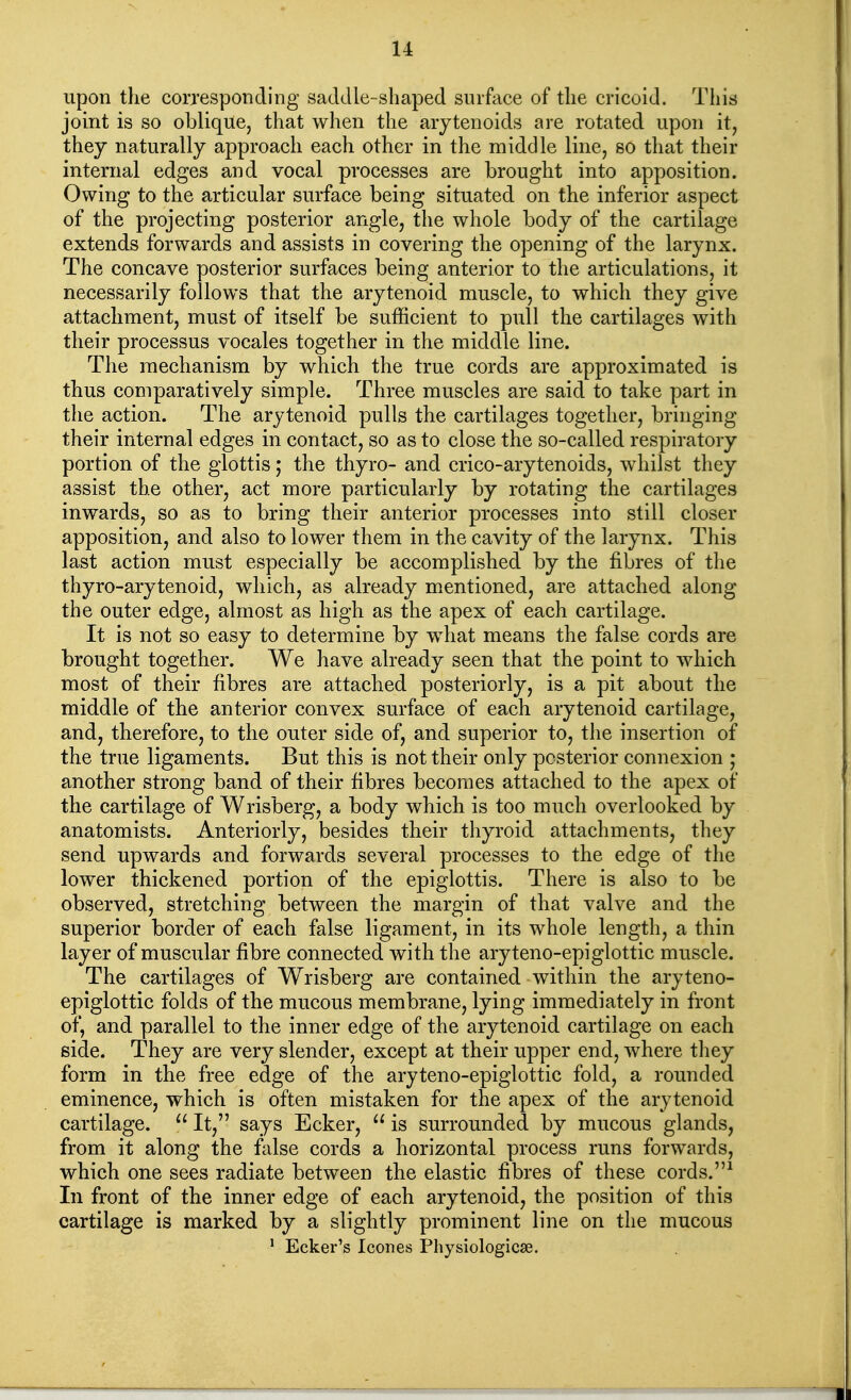 upon the corresponding saddle-shaped surface of the cricoid. This joint is so oblique, that when the arytenoids are rotated upon it, they naturally approach each other in the middle line, so that their internal edges and vocal processes are brought into apposition. Owing to the articular surface being situated on the inferior aspect of the projecting posterior angle, the whole body of the cartilage extends forwards and assists in covering the opening of the larynx. The concave posterior surfaces being anterior to the articulations, it necessarily follows that the arytenoid muscle, to which they give attachment, must of itself be sufficient to pull the cartilages with their processus vocales together in the middle line. The mechanism by which the true cords are approximated is thus comparatively simple. Three muscles are said to take part in the action. The arytenoid pulls the cartilages together, bringing their internal edges in contact, so as to close the so-called respiratory portion of the glottis; the thyro- and crico-arytenoids, whilst they assist the other, act more particularly by rotating the cartilages inwards, so as to bring their anterior processes into still closer apposition, and also to lower them in the cavity of the larynx. This last action must especially be accomplished by the fibres of the thyro-arytenoid, which, as already mentioned, are attached along the outer edge, almost as high as the apex of each cartilage. It is not so easy to determine by wdiat means the false cords are brought together. We have already seen that the point to which most of their fibres are attached posteriorly, is a pit about the middle of the anterior convex surface of each arytenoid cartilage, and, therefore, to the outer side of, and superior to, the insertion of the true ligaments. But this is not their only posterior connexion ; another strong band of their fibres becomes attached to the apex of the cartilage of Wrisberg, a body which is too much overlooked by anatomists. Anteriorly, besides their tliyroid attachments, they send upwards and forwards several processes to the edge of the lower thickened portion of the epiglottis. There is also to be observed, stretching between the margin of that valve and the superior border of each false ligament, in its whole length, a thin layer of muscular fibre connected with the aryteno-epiglottic muscle. The cartilages of Wrisberg are contained within the aryteno- epiglottic folds of the mucous membrane, lying immediately in front of, and parallel to the inner edge of the arytenoid cartilage on each side. They are very slender, except at their upper end, where they form in the free edge of the aryteno-epiglottic fold, a rounded eminence, which is often mistaken for the apex of the arytenoid cartilage.  It, says Ecker,  is surrounded by mucous glands, from it along the false cords a horizontal process runs forwards, which one sees radiate between the elastic fibres of these cords. In front of the inner edge of each arytenoid, the position of this cartilage is marked by a slightly prominent line on the mucous ^ Ecker's Icones Physiologicse.