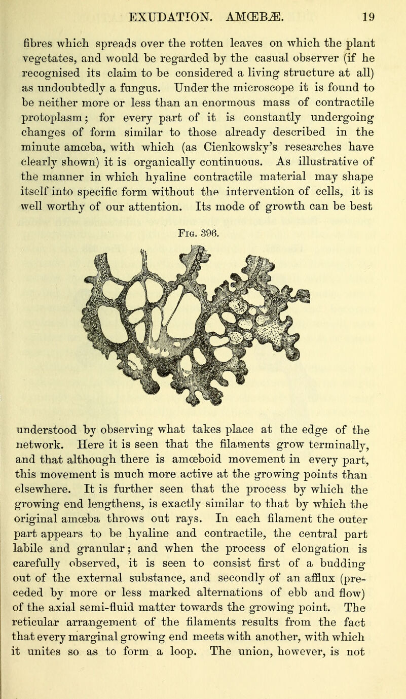 fibres which spreads over the rotten leaves on which the plant vegetates, and would be regarded by the casual observer (if he recognised its claim to be considered a living structure at all) as undoubtedly a fungus. Under the microscope it is found to be neither more or less than an enormous mass of contractile protoplasm; for every part of it is constantly undergoing changes of form similar to those already described in the minute amoeba, with which (as Cienkowsky's researches have clearly shown) it is organically continuous. As illustrative of the manner in which hyaline contractile material may shape itself into specific form without the intervention of cells, it is well worthy of our attention. Its mode of growth can be best Fig. 396. understood by observing what takes place at the edge of the network. Here it is seen that the filaments grow terminally, and that although there is amoeboid movement in every part, this movement is much more active at the growing points than elsewhere. It is further seen that the process by which the growing end lengthens, is exactly similar to that by which the original amoeba throws out rays. In each filament the outer part appears to be hyaline and contractile, the central part labile and granular; and when the process of elongation is carefully observed, it is seen to consist first of a budding out of the external substance, and secondly of an afflux (pre- ceded by more or less marked alternations of ebb and flow) of the axial semi-fluid matter towards the growing point. The reticular arrangement of the filaments results from the fact that every marginal growing end meets with another, with which it unites so as to form a loop. The union, however, is not