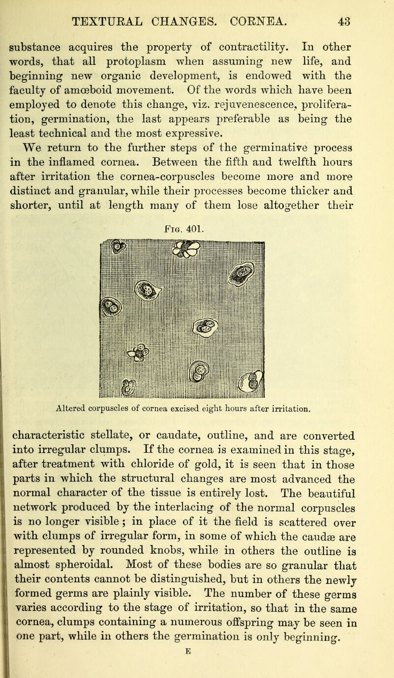 substance acquires tlie property of contractility. In other words, that all protoplasm when assuming new life, and beginning new organic development, is endowed with the faculty of amoeboid movement. Of the words which have been employed to denote this change, viz. rejuvenescence, prolifera- tion, germination, the last appeals preferable as being the least technical and the most expressive. We return to the further steps of the germinative process in the inflamed cornea. Between the fifth and twelfth hours after irritation the cornea-corpuscles become more and more distinct and granular, while their processes become thicker and shorter, until at length many of them lose altogether their Fig. 401. Altered corpuscles of cornea excised eight hours after irritation. characteristic stellate, or caudate, outline, and are converted into irregular clumps. If the cornea is examined in this stage, after treatment with chloride of gold, it is seen that in those parts in which the structural changes are most advanced the normal character of the tissue is entirely lost. The beautiful network produced by the interlacing of the normal corpuscles is no longer visible; in place of it the field is scattered over with clumps of irregular form, in some of which the caudse are represented by rounded knobs, while in others the outline is almost spheroidal. Most of these bodies are so granular that their contents cannot be distinguished, but in others the newly formed germs are plainly visible. The number of these germs varies according to the stage of irritation, so that in the same cornea, clumps containing a numerous offspring may be seen in one part, while in others the germination is only beginning. E