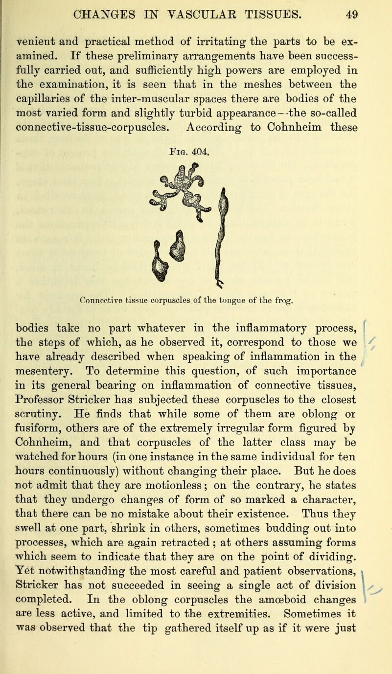 yenient and practical method of irritating the parts to be ex- amined. If these preliminary arrangements have been success- fully carried out, and sufficiently high powers are employed in the examination, it is seen that in the meshes between the capillaries of the inter-muscular spaces there are bodies of the most varied form and slightly turbid appearance—the so-called connective-tissue-corpuscles. According to Cohnheim these Fig. 404. ConnectiTe tissue corpuscles of the tongue of the frog. bodies take no part whatever in the inflammatory process, the steps of which, as he observed it, correspond to those we have already described when speaking of inflammation in the mesentery. To determine this question, of such importance in its general bearing on inflammation of connective tissues, Professor Strieker has subjected these corpuscles to the closest scrutiny. He finds that while some of them are oblong or fusiform, others are of the extremely irregular form figured by Cohnheim, and that corpuscles of the latter class may be watched for hours (in one instance in the same individual for ten hours continuously) without changing their place. But he does not admit that they are motionless; on the contrary, he states that they undergo changes of form of so marked a character, that there can be no mistake about their existence. Thus they swell at one part, shrink in others, sometimes budding out into processes, which are again retracted; at others assuming forms which seem to indicate that they are on the point of dividing. Yet notwithstanding the most careful and patient observations, Strieker has not succeeded in seeing a single act of division completed. In the oblong corpuscles the amoeboid changes are less active, and limited to the extremities. Sometimes it was observed that the tip gathered itself up as if it were just