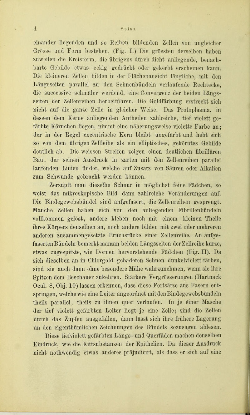 eiiiaiider liegenden und so Reihen bildenden Zellen von ungleicher Grösse und Form bestehen. (Fig. I.) Die grössten derselben haben zuweilen die Kreisform, die übrigens durch dicht anliegende, benach- barte Gebilde etwas eckig gedrückt oder gekerbt erscheinen kann. Die kleineren Zellen bilden in der Flächenansicht längliche, mit den Längsseiten parallel zu den Sehnenbündeln verlaufende Eechtecke, die successive schmäler werdend, eine Convergenz der beiden Längs- seiten der Zellenreihen herbeiführen. Die Goldfärbung erstreckt sich nicht auf die ganze Zelle in gleicher Weise. Das Protoplasma, in dessen dem Kerne anliegenden Antheilen zahlreiche, tief violett ge- färbte Körnchen liegen, nimmt eine näherungsweise violette Farbe an; der in der Regel excentrische Kern bleibt ungefärbt und hebt sich so von dem übrigen Zellleibe als ein elliptisches, gekörntes Gebilde deutlich ab. Die weissen Streifen zeigen einen deutlichen fibrillären Bau, der seinen Ausdruck in zarten mit den Zellenreihen parallel laufenden Linien findet, welche auf Zusatz von Säuren oder Alkahen zum Schwunde gebracht werden können. Zerzupft man dieselbe Schnur in möglichst feine Fädchen, so weist das mikroskopische Bild dann zahlreiche Veränderungen auf. Die Bindegewebsbündel sind anfgefasert, die Zellenreihen gesprengt. Manche Zellen haben sich von den anliegenden Fibrillenbündeln vollkommen gelöst, andere kleben noch mit einem kleinen Theile ihres Körpers denselben an, noch andere bilden mit zwei oder mehreren anderen zusammengesetzte Bruchstücke einer Zellenreihe. An aufge- faserten Bündeln bemerkt manian beiden Längsseiten der Zellreihe kurze, etwas zugespitzte, wie Dornen hervorstehende Fädchen (Fig. II). Da sich dieselben an in Chlorgold gebadeten Sehnen dunkelviolett färben, sind sie auch dann ohne besondere Mühe wahrzunehmen, wenn sie ihre Spitzen dem Beschauer zukehren. Stärkere Yergrösserungen (Hartnack Ocul. 8, Obj. 10) lassen erkennen, dass diese Fortsätze aus Fasern ent- springen, welche wie eine Leiter angeordnet mitdenBindegewebsbündeln theils parallel, theils zu ihnen quer verlaufen. In je einer Masche der tief violett gefärbten Leiter liegt je eine Zelle; sind die Zellen durch das Zupfen ausgefallen, dann lässt sich ihre frühere Lagerung an den eigenthümlichen Zeichnungen des Bündels sozusagen ablesen. Diese tiefviolett gefärbten Längs- und Querfäden machen denselben Eindruck, wie die Kittsubstanzen der Epithelien. Da dieser Ausdruck nicht notliwendig etwas anderes präjudicirt, als dass er sich auf eine