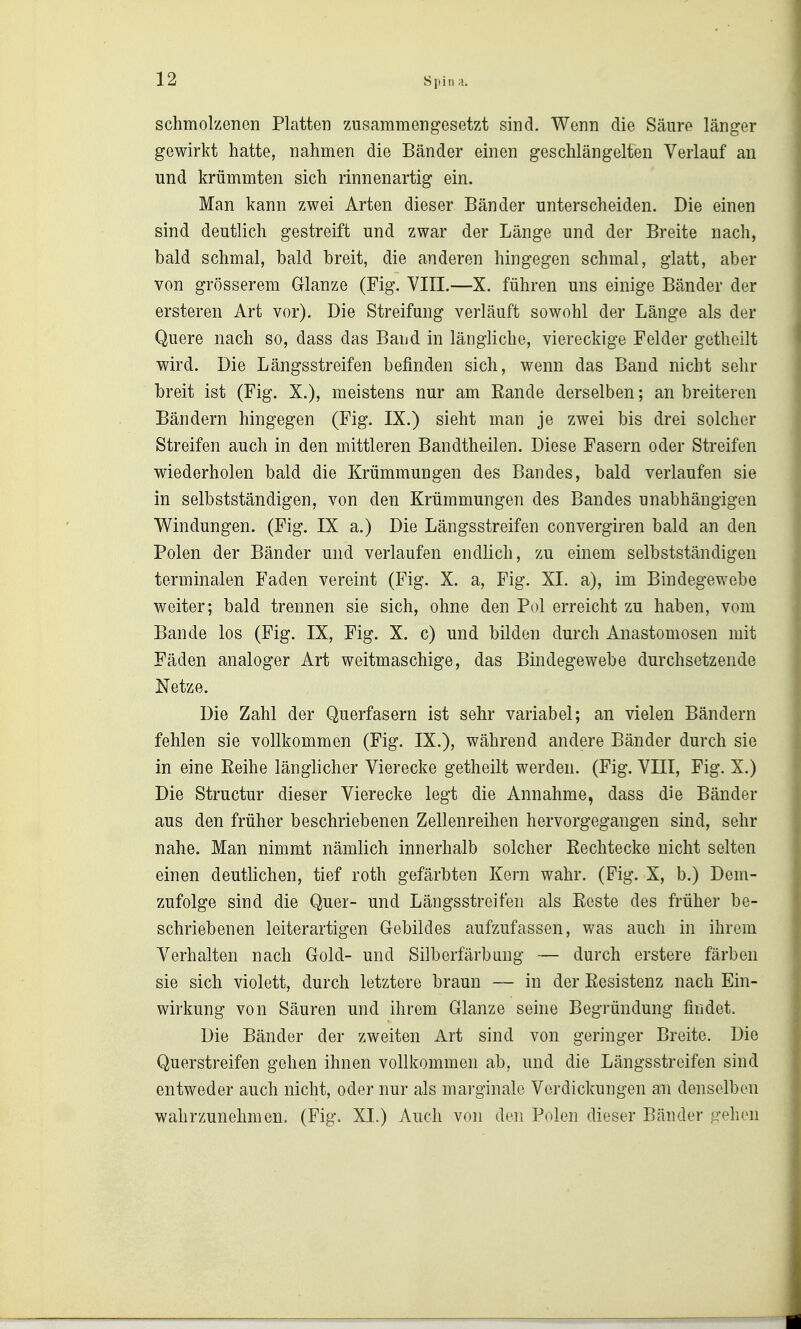 Spin schmolzenen Platten zusammengesetzt sind. Wenn die Sänre länger gewirkt hatte, nahmen die Bänder einen geschlängelten Verlauf an und krümmten sich rinnenartig ein. Man kann zwei Arten dieser Bänder unterscheiden. Die einen sind deutlich gestreift und zwar der Länge und der Breite nach, bald schmal, bald breit, die anderen hingegen schmal, glatt, aber von grösserem G-lanze (Fig. VIII.—X. führen uns einige Bänder der ersteren Art vor). Die Streifung verläuft sowohl der Länge als der Quere nach so, dass das Band in längliche, viereckige Felder getheilt wird. Die Längsstreifen befinden sich, wenn das Band nicht sehr breit ist (Fig. X.), meistens nur am Rande derselben; an breiteren Bändern hingegen (Fig. IX.) sieht man je zwei bis drei solcher Streifen auch in den mittleren Bandtheilen. Diese Fasern oder Streifen wiederholen bald die Krümmungen des Bandes, bald verlaufen sie in selbstständigen, von den Krümmungen des Bandes unabhängigen Windungen. (Fig. IX a.) Die Längsstreifen convergiren bald an den Polen der Bänder und verlaufen endlich, zu einem selbstständigen terminalen Faden vereint (Fig. X. a, Fig. XI. a), im Bindegewebe weiter; bald trennen sie sich, ohne den Pol erreicht zu haben, vom Bande los (Fig. IX, Fig. X. c) und bilden durch Anastomosen mit Fäden analoger Art weitmaschige, das Bindegewebe durchsetzende Netze. Die Zahl der Querfasern ist sehr variabel; an vielen Bändern fehlen sie vollkommen (Fig. IX.), während andere Bänder durch sie in eine Eeihe länglicher Vierecke getheilt werden. (Fig. VIII, Fig. X.) Die Structur dieser Vierecke legt die Annahme, dass die Bänder aus den früher beschriebenen Zellenreihen hervorgegangen sind, sehr nahe. Man nimmt nämlich innerhalb solcher Rechtecke nicht selten einen deuthchen, tief roth gefärbten Kern wahr. (Fig. X, b.) Dem- zufolge sind die Quer- und Längsstreifen als Eeste des früher be- schriebenen leiterartigen Gebildes aufzufassen, was auch in ihrem Verhalten nach Gold- und Silberfärbung — durch erstere färben sie sich violett, durch letztere braun — in der Resistenz nach Ein- wirkung von Säuren und ihrem Glänze seine Begründung findet. Die Bänder der zweiten Art sind von geringer Breite. Die Querstreifen gehen ihnen vollkommen ab, und die Längsstreifen sind entweder auch nicht, oder nur als marginale Verdickungen an denselben wahrzunehmen. (Fig. XI.) Auch von den Polen dieser Bänder vr'^lien