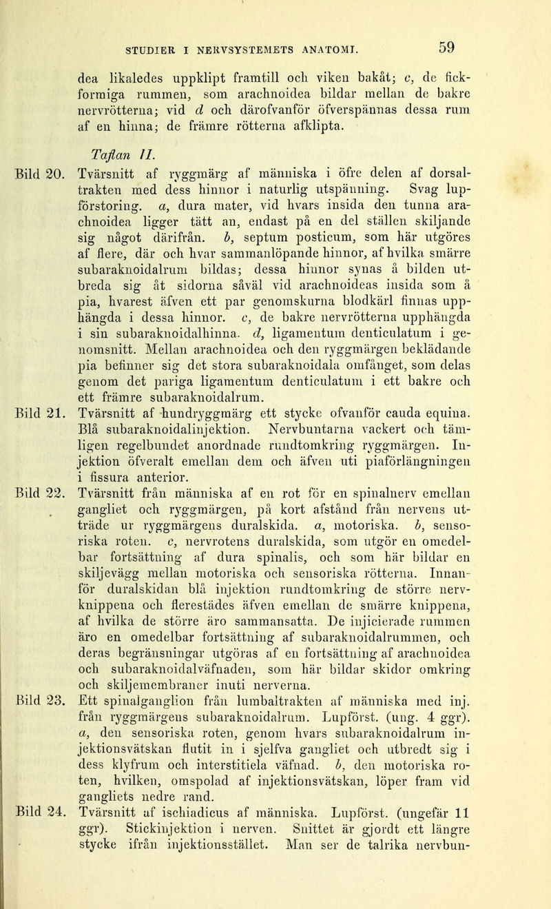 dea likaledes uppklipt framtill ocli vikeu bakåt; c, de fick- formiga rummen, som arachnoidea bildar mellan de bakre nervrötterna; vid d och därofvanför öfverspännas dessa rum af en hinna; de främre rötterna afklipta. Taflan II. Bild 20. Tvärsnitt af ryggmärg af människa i öfre delen af dorsal- trakten med dess hinnor i naturlig utspänning. Svag lup- förstoring. a, dura mäter, vid hvars insida den tunna ara- chnoidea ligger tätt an, endast på en del ställen skiljande sig något därifrån. b, septum posticum, som här utgöres af nere, där och hvar sammanlöpande hinnor, afhvilka smärre subaraknoidalrum bildas; dessa hinnor synas å bilden ut- breda sig åt sidorna såväl vid arachnoideas insida som å pia, hvarest äfven ett par genomskurna blodkärl finnas upp- hängda i dessa hinnor, c, de bakre nervrötterna upphängda i sin subaraknoidalhinna. d, ligamentum denticulatum i ge- nomsnitt. Mellan arachnoidea och den ryggmärgen beklädande pia befinner sig det stora subaraknoidala omfånget, som delas genom det pariga ligamentum denticulatum i ett bakre och ett främre subaraknoidalrum. Bild 21. Tvärsnitt af hundryggraärg ett stycke ofvanför cauda equiua. Blå subaraknoidalinjektion. Nervbuntarna vackert och täm- ligen regelbundet anordnade rundtomkring ryggmärgen. In- jektion öfveralt emellan dem och äfven uti piaförlängningen i fissura anterior. Bild 22. Tvärsnitt från människa af en rot för en spinalnerv emellan gangiiet och ryggmärgen, på kort afstånd från nervens ut- träde ur ryggmärgens duralskida. a, motoriska, b, senso- riska roten, c, nervrotens duralskida, som utgör en omedel- bar fortsättning af dura spinalis, och som här bildar en skiljevägg mellan motoriska och sensoriska rötterna. Innan- för duralskidan blå injektion rundtomkring de större nerv- knippena och flerestädes äfven emellan de smärre knippena, af hvilka de större äro sammansatta. De injicierade rummen äro en omedelbar fortsättning af subaraknoidalrummen, och deras begränsningar utgöras af en fortsättning af arachnoidea och subaraknoidalväfnaden, som här bildar skidor omkring och skiljemembraner inuti nerverna. Bild 23. Ett spinaJganglion från lumbaltrakten af människa med inj. från ryggmärgens subaraknoidalrum. Lupförst. (ung. 4 ggr)- a, den sensoriska roten, genom hvars subaraknoidalrum in- jektionsvätskan flutit in i sjelfva gangiiet och utbredt sig i dess klyfrum och interstitiela väfnad. b, den motoriska ro- ten, hvilken, omspolad af injektionsvätskan, löper fram vid gangliets nedre rand. Bild 24. Tvärsnitt af ischiadicus af människa. Lupförst. (ungefär 11 ggr). Stickinjektion i nerven. Snittet är gjordt ett längre stycke ifrån injektionsstället. Man ser de talrika nervbun-