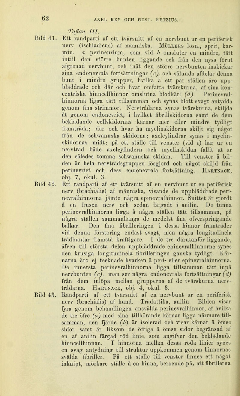 Taflan III. Bild 41. Ett randparti af ett tvärsnitt af en nervbunt ur en periferisk nerv (ischiadicus) af människa. Mullers lösn., sprit, kar- min, a perineurium, som vid b omsluter en mindre, tätt intill den större bunten liggande och från den nyss förut afgrenad nervbunt, och inåt den större nervbunten inskickar sina endonevrala fortsättningar (c), och sålunda afdelar denna bunt i mindre grupper, hvilka å ett par ställen äro upp- bläddrade och där och hvar omfatta tvärskurna, af sina kon- centriska hinncellhinnor omslutna blodkärl (d). Perinevral- hinnorna ligga tätt tillsamman och synas blott svagt antydda genom fina strimmor. Nervtrådarna synas tvärskurna, skiljda åt genom endonevriet, i hvilket fibrillskidorna samt de dem beklädande cellskidornas kärnar mer eller mindre tydligt framträda; där och hvar ha myelinskidorna skiljt sig något från de schwannska skidorna; axelcylindrar synas i myelin- skidornas midt; på ett ställe till venster (vid é) har ur en nervtråd både axelcylindern och myelinskidan fallit ut ur den således tomma schwannska skidan. Till venster å bil- den är hela nervtrådsgruppen lösgjord och något skiljd från perinevriet och dess endonevrala fortsättning. Hartnack, obj. 7, okul. 3. Bild 42. Ett randparti af ett tvärsnitt af en nervbunt ur en periferisk nerv (brachialis) af människa, visande de uppbläddrade peri- nevralhinnorna jämte några epinevralhinnor. Snittet är gjordt å en frusen nerv och sedan färgadt i anilin. De tunna perinevralhinnorna ligga å några ställen tätt tillsamman, på några ställen sammanhänga de medelst fina öfverspringande balkar. Den fina fibrilleringen i dessa hinnor framträder vid denna förstoring endast svagt, men några longitudinela trådbuntar framstå kraftigare. I de tre därutanför liggande, äfven till största delen uppbläddrade epinevralhinnorna synes den krusiga longitudinela fibrilleringen ganska tydligt. Kär- narna äro ej tecknade hvarken å peri- eller epinevralhinnorna. De innersta perinevralhinnorna ligga tillsamman tätt inpå nervbunten (c); man ser några endonevrala fortsättningar (d) från dem inlöpa mellan grupperna af de tvärskurna nerv- trådarna. Hartnack, obj. 4, okul. 3. Bild 43. Eandparti af ett tvärsnitt af en nervbunt ur en periferisk nerv (brachialis) af hund. Trädättika, anilin. Bilden visar fyra genom behandlingen ansvälda perinevralhinnor, af hvilka de tre öfre (a) med sina tillhörande kärnar ligga närmare till- samman, den fjärde (b) är isolerad och visar kärnar å ömse sidor samt är liksom de öfriga å ömse sidor begränsad af en af anilin färgad röd linie, som angifver den beklädande hmncellhinnan. I hinnorna mellan dessa röda linier synes en svag antydning till struktur uppkommen genom hinnornas svälda fibriller. På ett ställe till venster finnes ett något inknipt, mörkare ställe å en hinna, beroende på, att fibrillerna