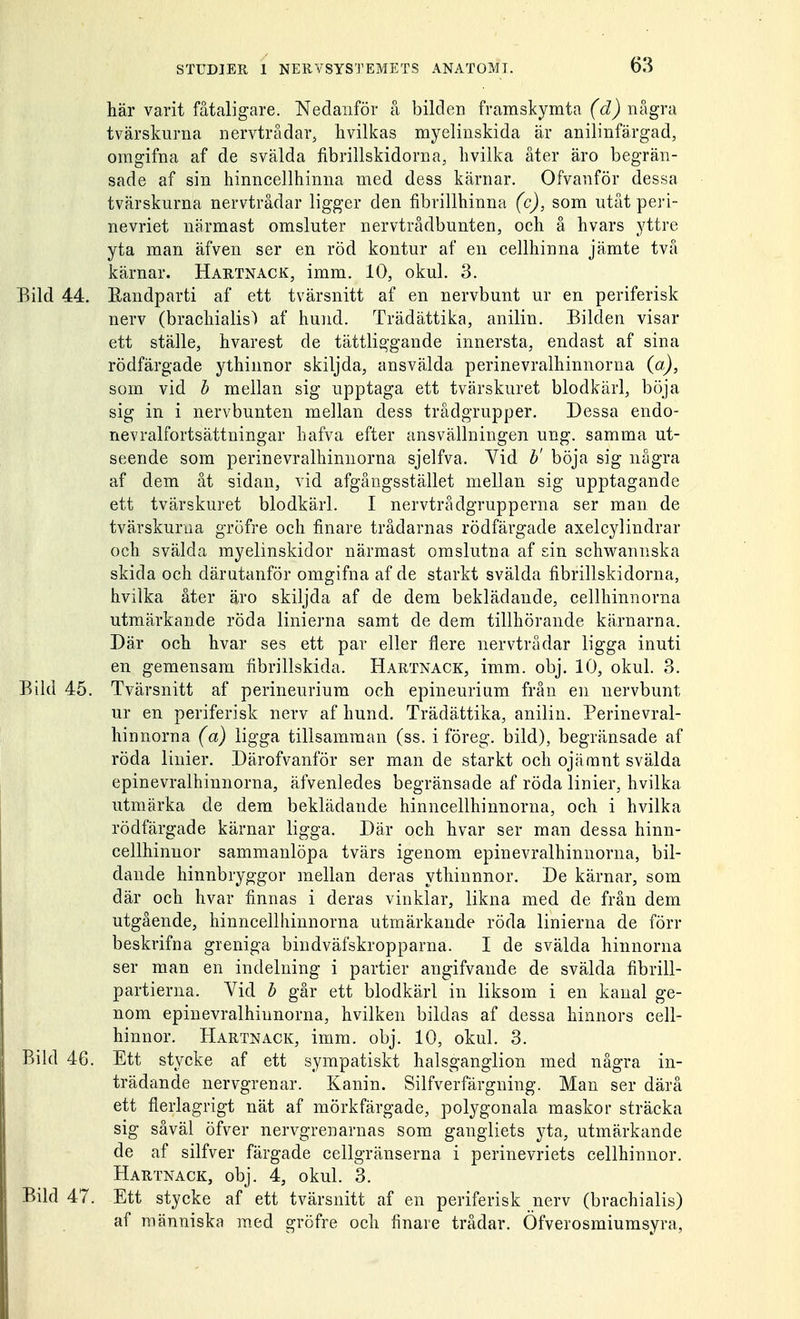 här varit fåtaligare. Nedanför å bilden framskymta (d) några tvärskurna nervtrådar, hvilkas myelinskida är anilinfärgad, omgifna af de svalda flbrillskidorna, hvilka åter äro begrän- sade af sin hinncellhinna med dess kärnar. Ofvanför dessa tvärskurna nervtrådar ligger den fibrillhinna (c), som utåt peri- nevriet närmast omsluter nervtrådbunten, och å hvars yttre yta man äfven ser en röd kontur af en cellhinna jämte två kärnar. Hartnack, imm. 10, okul. 3. Bild 44. Bandparti af ett tvärsnitt af en nervbunt ur en periferisk nerv (brachialis) af hund. Trädättika, anilin. Bilden visar ett ställe, hvarest de tättliggande innersta, endast af sina rödfärgade ythinnor skiljda, ansvälda perinevralhinnorna (a), som vid b mellan sig upptaga ett tvärskuret blodkärl, böja sig in i nervbunten mellan dess trådgrupper. Dessa endo- nevralfortsättningar hafva efter ansvällningen ung. samma ut- seende som perinevralhinnorna sjelfva. Vid b' böja sig några af dem åt sidan, vid afgångsstället mellan sig upptagande ett tvärskuret blodkärl. I nervtrådgrupperna ser man de tvärskurna gröfre och finare trådarnas rödfärgade axelcylindrar och svälda myelinskidor närmast omslutna af sin schwannska skida och därutanför omgifna af de starkt svälda flbrillskidorna, hvilka åter äro skiljda af de dem beklädande, cellhinnorna utmärkande röda linierna samt de dem tillhörande kärnarna. Där och hvar ses ett par eller flere nervtrådar ligga inuti en gemensam fibrillskida. Hartnack, imm. obj. 10, okul. 3. Bild 45. Tvärsnitt af perineurium och epineurium från en nervbunt ur en periferisk nerv af hund. Trädättika, anilin. Perinevral- hinnorna (a) ligga tillsamman (ss. i föreg. bild), begränsade af röda linier. Därofvanför ser man de starkt och ojämnt svälda epinevralhinnorna, äfvenledes begränsade af röda linier, hvilka utmärka de dem beklädande hinncellhinnorna, och i hvilka rödfärgade kärnar ligga. Där och hvar ser man dessa hinn- cellhinuor sammanlöpa tvärs igenom epinevralhinnorna, bil- dande hinnbryggor mellan deras ythinnnor. De kärnar, som där och hvar finnas i deras vinklar, likna med de från dem utgående, hinncellhinnorna utmärkande röda linierna de förr beskrifna greniga bindväfskropparna. I de svälda hinnorna ser man en indelning i partier angifvande de svälda fibrill- partierna. Vid b går ett blodkärl in liksom i en kanal ge- nom epinevralhinnorna, hvilken bildas af dessa hinnors cell- hinnor. Hartnack, imm. obj. 10, okul. 3. Bild 46. Ett stycke af ett sympatiskt halsganglion med några in- trädande nervgrenar. Kanin. Silfverfärgning. Man ser därå ett fierlagrigt nät af mörkfärgade, polygonala maskor sträcka sig såväl öfver nervgrenarnas som gangliets yta, utmärkande de af silfver färgade cellgränserna i perinevriets cellhinnor. Hartnack, obj. 4, okul. 3. Bild 47. Ett stycke af ett tvärsnitt af en periferisk nerv (brachialis) af människa med gröfre och finare trådar. Öfverosmiumsyra,