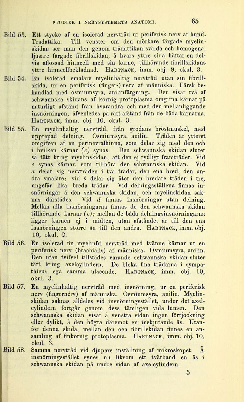 Bild 53. Ett stycke af en isolerad nervtråd ur periferisk nerv af hund. Trädättika. Till venster om den mörkare färgade myelin- skidaii ser man den genom trädättikan svalda och homogena, ljusare färgade fibrillskidan, å hvars yttre sida häftar en del- vis aflossad hinncell med sin kärne, tillhörande fibrillskidans yttre hinncellbeklädnad. Hartnack, imm. obj. 9, okul. 3. Bild 54. En isolerad smalare myelinhaltig nervtråd utan sin fibrill- skida, ur en periferisk (finger-) nerv af människa. Färsk be- handlad med osmiumsyra, anilinfärgning. Den visar två af schwannska skidans af kornig protoplasma omgifna kärnar på naturligt afstånd från hvarandra och med den mellanliggande insnörningen, äfvenledes på rätt afstånd från de båda kärnarna. Hartnack, imm. obj. 10, okul. 3. Bild 55. En myelinhaltig nervtråd, från grodans bröstmuskel, med upprepad delning. Osmiumsyra, anilin. Tråden är ytterst omgifven af en perinevralhinna, som delar sig med den och i hvilken kärnar (e) synas. Den schwannska skidan sluter så tätt kring myelinskidan, att den ej tydligt framträder. Vid c synas kärnar, som tillhöra den schwannska skidan. Vid a delar sig nervtråden i två trådar, den ena bred, den an- dra smalare; vid b delar sig åter den bredare tråden i tre, ungefär lika breda trådar. Vid delningsställena finnas in- snörningar å den schwannska skidan, och myelinskidan sak- nas därstädes. Vid d finnas insnörningar utan delning. Mellan alla insnörningarna finnas de den schwannska skidan tillhörande kärnar (c); mellan de båda delningsinsnörningarna ligger kärnen ej i midten, utan afståndet är till den ena insnörningen större än till den andra. Hartnack, imm. obj. 10, okul. 2. Bild 56. En isolerad fin myelinfri nervtråd med tvänne kärnar ur en periferisk nerv (brachialis) af människa. Osmiumsyra, anilin. Den utan tvifvel tillstädes varande schwannska skidan sluter tätt kring axelcylindern. De bleka fina trådarna i sympa- thicus ega samma utseende. Hartnack, imm. obj. 10, okul. 3. Bild 57. En myelinhaltig nervtråd med insnörning, ur en periferisk nerv (fingernerv) af människa. Osmiumsyra, anilin. Myelin- skidan saknas alldeles vid insnörningsstället, under det axel- cylindern fortgår genom dess tämligen vida lumen. Den schwannska skidan visar å venstra sidan ingen förtjockning eller dylikt, å den högra däremot en inskjutande ås. Utan- för denna skida, mellan den och fibrillskidan finnes en an- samling af finkornig protoplasma. Hartnack, imm. obj. 10, okul. 3. Bild 58. Samma nervtråd vid djupare inställning af mikroskopet. A insnörningsstället synes nu liksom ett tvärband en ås i schwannska skidan på undre sidan af axelcylindern. 5