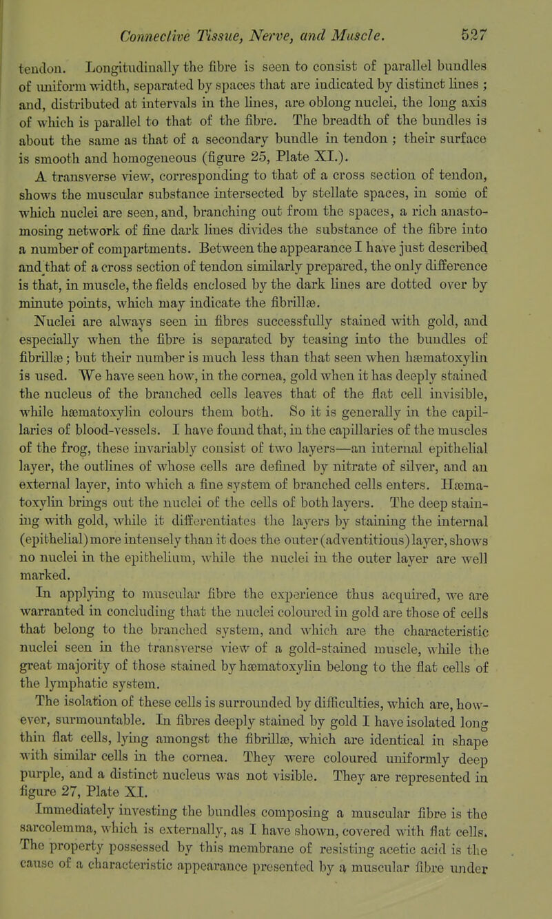 teudon. Longitudinally the fibre is seen to consist of parallel bundles of uniform width, separated by spaces that are indicated by distinct lines ; and, distributed at intervals in the lines, are oblong nuclei, the long axis of which is parallel to that of the fibre. The breadth of the bundles is about the same as that of a secondary bundle in tendon ; their surface is smooth and homogeneous (figure 25, Plate XI.). A transverse view, corresponding to that of a cross section of teudon, shows the muscular substance intersected by stellate spaces, in sorde of which nuclei are seen, and, branching out from the spaces, a rich anasto- mosing network of fine dark lines divides the substance of the fibre into a number of compartments. Between the appearance I have just described and that of a cross section of tendon similarly prepared, the only difference is that, in muscle, the fields enclosed by the dark lines are dotted over by minute points, which may indicate the fibrillae. Nuclei are always seen in fibres successfully stained with gold, and especially when the fibre is separated by teasing into the bundles of fibiilloo; but their number is much less than that seen when hsematoxylin is used. We have seen how, in the cornea, gold when it has deeply stained the nucleus of the branched cells leaves that of the flat cell invisible, while hsematoxylin colours them both. So it is generally in the capil- laries of blood-vessels. I have found that, in the capillaries of the muscles of the frog, these invariably consist of two layers—an internal epithelial layer, the outlines of whose cells are defined by nitrate of silver, and an external layer, into which a fine system of branched cells enters. Ha^ma- toxylin brings out the nuclei of the cells of both layers. The deep stain- ing with gold, while it differentiates the layers by staining the internal (epithelial) more intensely than it does the outer (adventitious) layer, shows no nuclei in the epithelium, while the nuclei in the outer layer are well marked. In applying to muscular fibre the experience thus acquired, we are warranted in concluding that the nuclei coloured in gold are those of cells that belong to the branched system, and which are the characteristic nuclei seen in the transverse view of a gold-stained muscle, while the great majority of those stained by haematoxylin belong to the flat cells of the lymphatic system. The isolation of these cells is surrounded by difliculties, which are, how- ever, surmountable. In fibres deeply stained by gold I have isolated long thin flat cells, lying amongst the fibrillae, which are identical in shape with similar cells in the cornea. They were coloured uniformly deep purple, and a distinct nucleus was not visible. They are represented in figure 27, Plate XI. Immediately investing the bundles composing a muscular fibre is tho sarcolemma, which is externally, as I have shown, covered with flat cells. The property possessed by this membrane of resisting acetic acid is the cause of a characteristic appearance presented by a muscular fibre under