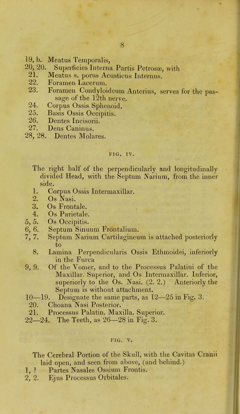 19, b. Meatus Temporalis, 20, 20. Superficies Interna Partis Petrosee, with 21. Meatus s. porus Acusticus Internus. 22. Foramen Lacerum. 23. Foramen Condyloideum Anterius, serves for the pas- sage of the 12th nerve. 24. Corpus Ossis Sphenoid. 25. Basis Ossis Occipitis. 26. Dentes Incisorii. 27. Dens Caninus. 28, 28. Dentes Molares. FIG. IV. The right half of the perpendicularly and longitudinally divided Head, with the Septum Narium, from the inner side. 1. Corpus Ossis Intermaxillar. 2. Os Nasi. 3. Os Frontale. 4. Os Parietale. 5, 5. Os Occipitis. 6, 6. Septum Sinuum Frontalium. 7, 7. Septum Narium Cartilagineura is attached posteriorly to 8. Lamina Perpendicularis Ossis Ethmoidei, inferiorly in the Furca 9, 9. Of the Vomer, and to the Processus Palatini of the Maxillar. Superior, and Os Intermaxillar. Inferior, superiorly to the Os. Nasi. (2. 2.) Anteriorly the Septum is without attachment. 10—19. Designate the same parts, as 12—25 in Fig. 3. 20. Choana Nasi Posterior. 21. Processus Palatin. Maxilla. Superior. 22—24. The Teeth, as 26—28 in Fig. 3. FIG. V. The Cerebral Portion of the Skull, with tlie Cavitas Cranii laid open, and seen from above, (and behind.) 1, } Partes Nasales Ossium Frontis. 2, 2. Ejus Processus Orbitales.