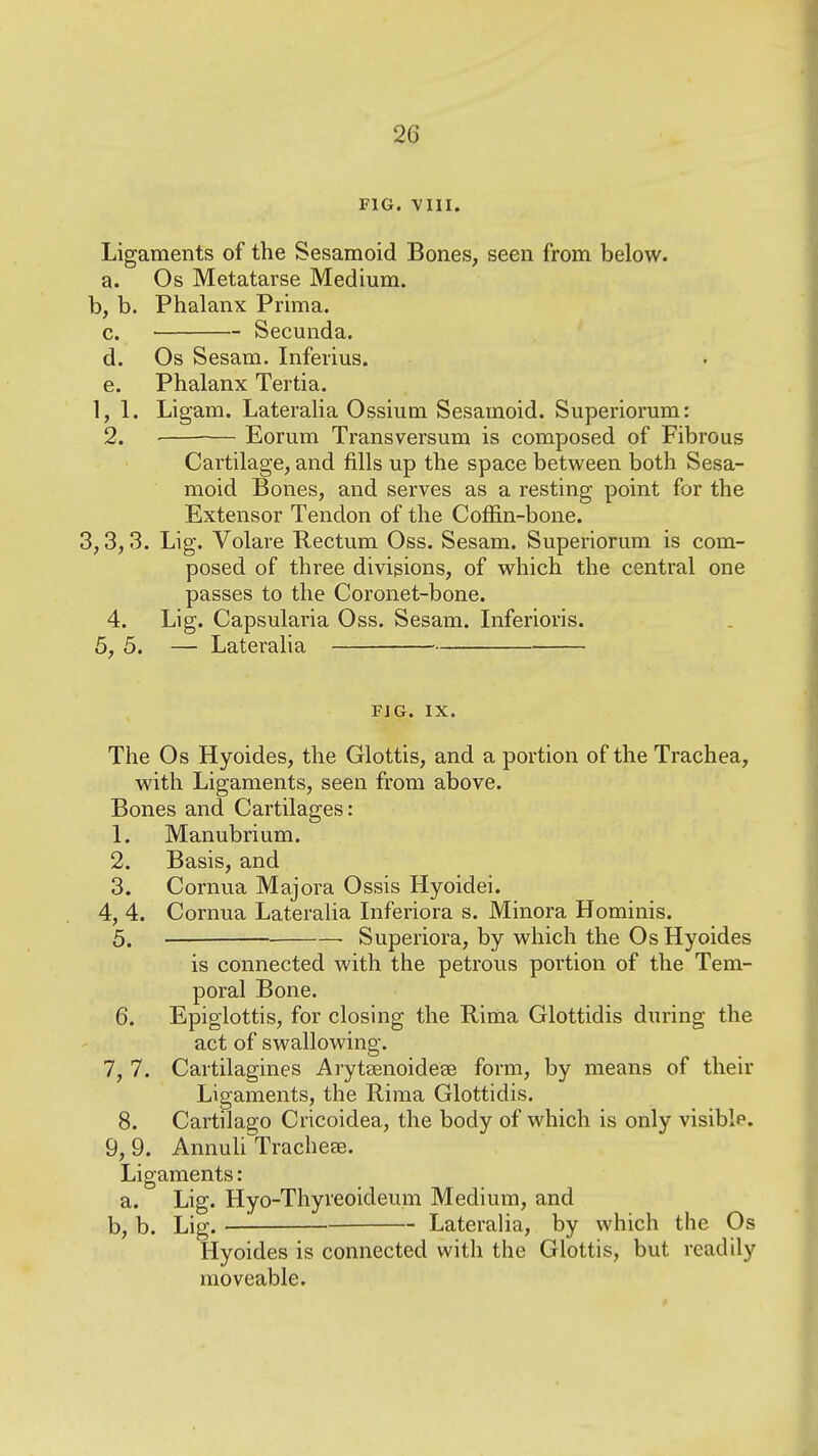 FIG. VIII. Ligaments of the Sesamoid Bones, seen from below, a. Os Metatarse Medium, b, b. Phalanx Prima. c. Secunda. d. Os Sesam. Infeiius. e. Phalanx Tertia. 1,1. Ligam. Lateralia Ossium Sesamoid. Superiorum: 2. ■ Eorum Transversum is composed of Fibrous Cartilage, and fills up the space between both Sesa- moid Bones, and serves as a resting point for the Extensor Tendon of the Coffin-bone. 3,3,3. Lig. Volave Rectum Oss. Sesam. Superiorum is com- posed of three divisions, of which the central one passes to the Coronet-bone. 4. Lig. Capsularia Oss. Sesam. Inferioris. 5, 5. — Lateralia FJG. IX. The Os Hyoides, the Glottis, and a portion of the Trachea, with Ligaments, seen from above. Bones and Cartilages: 1. Manubrium. 2. Basis, and 3. Cornua Majora Ossis Hyoidei. 4, 4. Cornua Lateralia Inferiora s. Minora Hominis. 5. • Superiora, by which the Os Hyoides is connected with the petrous portion of the Tem- poral Bone. 6. Epiglottis, for closing the Rima Glottidis during the act of swallowing. 7, 7. Cartilagines Aryteenoidese form, by means of their Ligaments, the Rima Glottidis. 8. Cartilago Cricoidea, the body of which is only visible. 9, 9. AnnuU Tracheae. Ligaments: a. Lig. Hyo-Thyreoideum Medium, and b, b. Lig. Lateralia, by which the Os Hyoides is connected with the Glottis, but readily moveable.