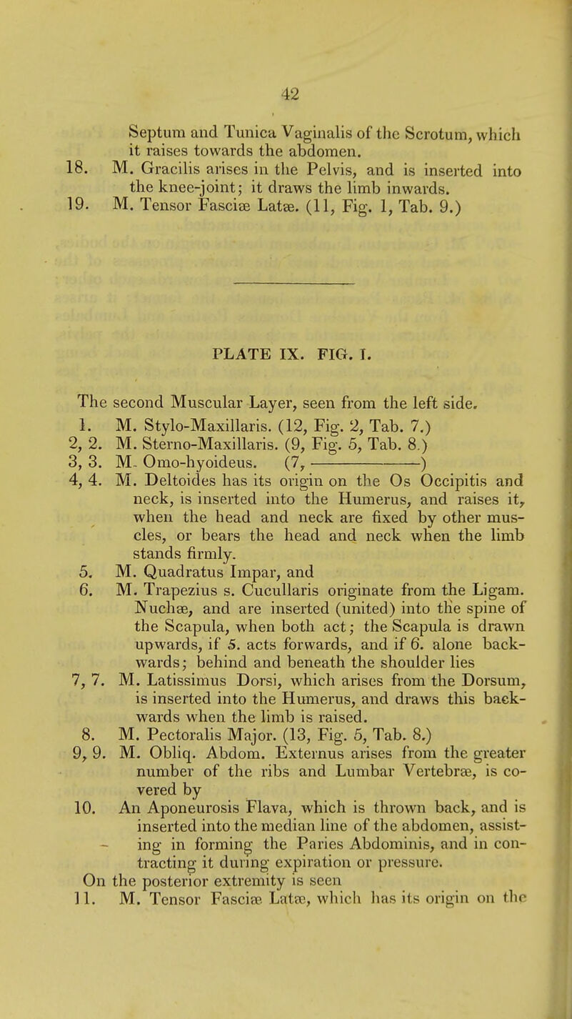 Septum and Tunica Vaginalis of the Scrotum, which it raises towards the abdomen. 18. M. Gracilis arises in the Pelvis, and is inserted into the knee-joint; it draws the limb inwards. 19. M. Tensor Fasciae Latse. (11, Fig. 1, Tab. 9.) PLATE IX. FIG. I. The second Muscular Layer, seen from the left side, I. M. Stylo-MaxiUaris. (12, Fig. 2, Tab. 7.) 2, 2. M. Sterno-Maxillaris. (9, Fig. 5, Tab. 8.) 3, 3. M- Omo-hyoideus. (7, -) 4, 4. M. Deltoides has its origin on the Os Occipitis and neck, is inserted into the Humerus, and raises it, when the head and neck are fixed by other mus- cles, or bears the head and neck when the limb stands firmly. 5, M. Quadratus Impar, and 6. M. Trapezius s. CucuUaris originate from the Li gam. Nuchas, and are inserted (united) into tlie spine of the Scapula, when both act; the Scapula is drawn upwards, if 5. acts forwards, and if 6. alone back- wards ; iDehind and beneath the shoulder lies 7, 7. M. Latissimus Dorsi, which arises from the Dorsum, is inserted into the Humerus, and draws this back- wards when the limb is raised. 8. M. Pectoralis Major. (13, Fig. 5, Tab. 8.) 9, 9. M. Obliq. Abdom. Externus arises from the greater number of the ribs and Lumbar Vertebrae, is co- vered by 10. An Aponeurosis Flava, which is thrown back, and is inserted into the median line of the abdomen, assist- ing in forming the Paries Abdominis, and in con- tracting it durmg expiration or pressure. On the posterior extremity is seen II. M. Tensor Fascia?. Latac, which has its origin on the