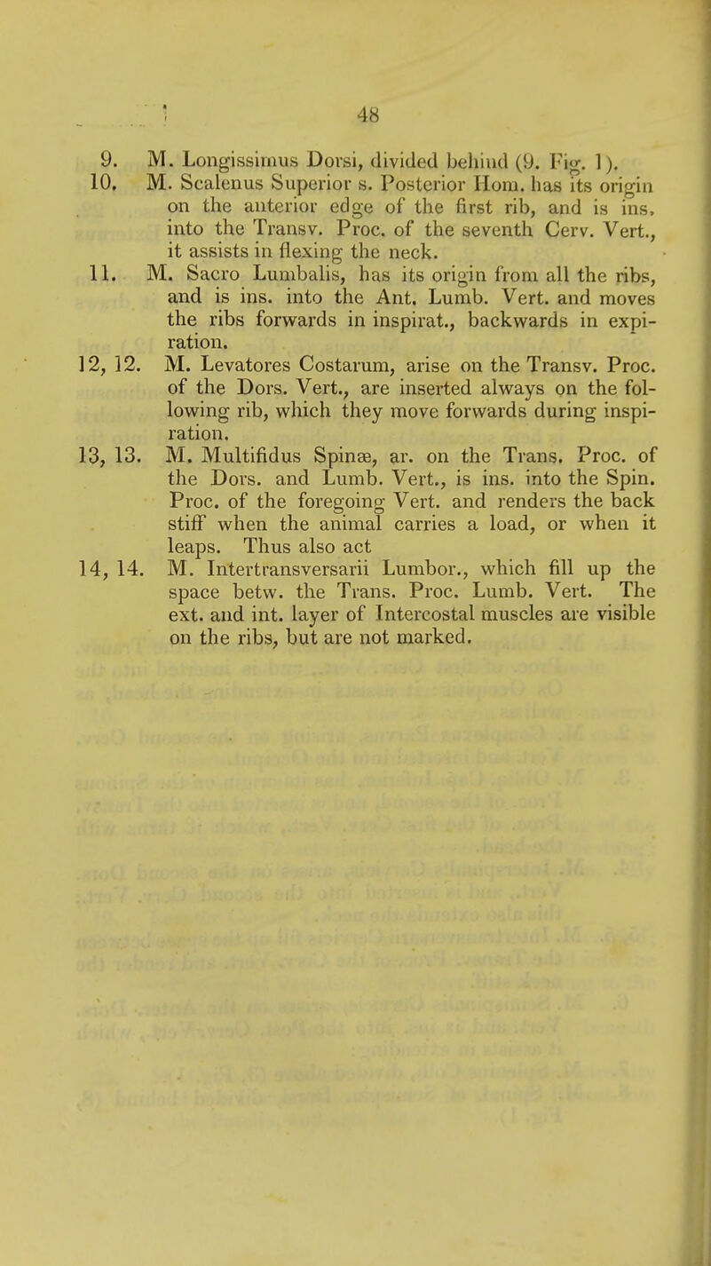 9. M. Longissimus Dorsi, divided behind (9. Fig. 1). 10. M. Scalenus Superior s. Posterior Horn, has its origin on the anterior edge of the first rib, and is ins, into the Transv. Proc. of the seventh Cerv. Vert., it assists in flexing the neck. 11. M. Sacro Lumbahs, has its origin from all the ribs, and is ins. into the Ant. Lumb, Vert, and moves the ribs forwards in inspirat., backw^ards in expi- ration. 12, 12. M. Levatores Costarum, arise on the Transv. Proc. of the Dors. Vert., are inserted always on the fol- lowing rib, which they move forwards during inspi- ration. 13, 13. M. Multifidus Spinas, ar. on the Trans. Proc. of the Dors, and Lumb. Vert., is ins. into the Spin. Proc. of the foregoing Vert, and renders the back stiff when the animal carries a load, or when it leaps. Thus also act 14, 14. M. Intertransversarii Lumbor., which fill up the space betw. the Trans. Proc. Lumb. Vert. The ext. and int. layer of Intercostal muscles are visible on the ribs, but are not marked.