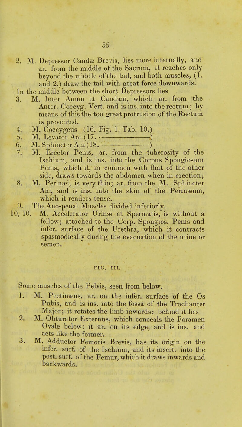 2. M. Depressor Candse Brevis, lies more internally, and ar. from the middle of the Sacrum, it reaches only beyond the middle of the tail, and both muscles, (1. and 2.) draw the tail with great force downwards. In the middle between the short Depressors lies 3. M. Inter Anum et Caudam, which ar. from the Anter. Coccyg. Vert, and is ins. into the rectum; by means of this the too great protrusion of the Rectum is prevented. 4. M. Coccygeus (16. Fig. 1. Tab. 10.) 5. M. Levator Ani (17. ^) 6. M. Sphincter Ani (18. ■ ) 7. M. Erector Penis, ar. from the tuberosity of the Ischium, and is ins. into the Corpus Spongiosum Penis, which it, in common with that of the other side, draws towards the abdomen when in erection; 8. M. Perinaei, is very thin; ar. from the M. Sphincter Ani, and is ins. into the skin of the Perinaeum, which it renders tense. 9. TheAno-penal Muscles divided inferiorly. 10, 10. M. Accelerator Urinse et Spermatis, is without a fellow J attached to the Corp. Spongios. Penis and infer, surface of the Urethra, which it contracts spasmodically during the evacuation of the urine or semen. FIG. III. Some muscles of the Pelvis, seen from below. 1. M. Pectinseus, ar. on the infer, surface of the Os Pubis, and is ins. into the fossa of the Trochanter Major; it rotates the limb inwards; behind it lies 2. M. Obturator Externus, which conceals the Foramen Ovale below: it ar. on its edge, and is ins. and acts like the former. 3. M. Adductor Feraoris Brevis, has its origin on the infer, surf, of the Ischium, and its insert, into the post. surf, of the Femur, which it draws inwards and backwards.