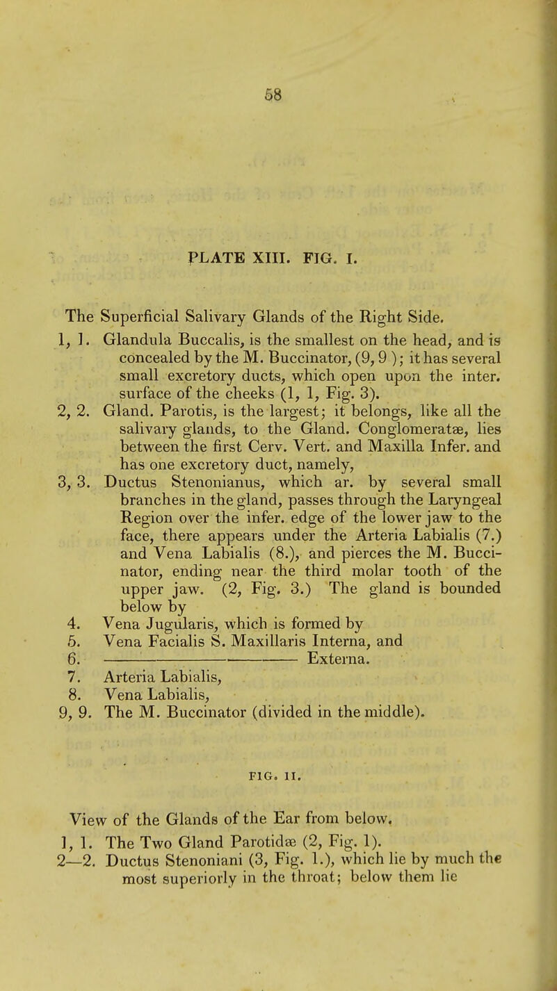 PLATE XIII. FIG. I. The Superficial Salivary Glands of the Right Side. 1, 1. Glandula Buccalis, is the smallest on the head, and is concealed by the M. Buccinator, (9,9 ); it has several small excretory ducts, which open upon the inter, surface of the cheeks (1, 1, Fig. 3). 2, 2. Gland. Parotis, is the largest; it belongs, like all the salivary glands, to the Gland. Conglomeratse, lies between the first Cerv. Vert, and Maxilla Infer, and has one excretory duct, namely, 3,3. Ductus Stenonianus, which ar. by several small branches in the gland, passes through the Laryngeal Region over the infer, edge of the lower jaw to the face, there appears under the Arteria Labialis (7.) and Vena Labialis (8.), and pierces the M. Bucci- nator, ending near the third molar tooth of the upper jaw. (2, Fig. 3.) The gland is bounded below by 4. Vena Jugularis, which is formed by 6. Vena Facialis S. Maxillaris Interna, and 6. ■ Externa. 7. Arteria Labialis, 8. Vena Labialis, 9, 9. The M. Buccinator (divided in the middle). FIG. II. View of the Glands of the Ear from below. 1,1. The Two Gland Parotidse (2, Fig. 1). 2—2. Ductus Stenoniani (3, Fig. 1.), which lie by much the most superiorly in the throat; below them lie