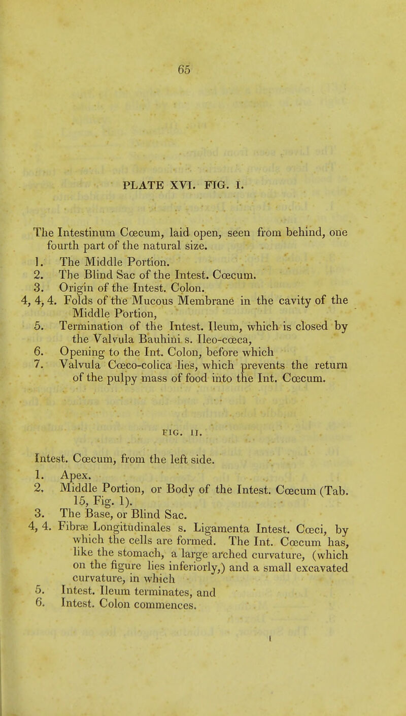 PLATE XVI. FIG. I. The Intestinum CcECum, laid open, seen from behind, one fourth part of the natural size. 1. The Middle Portion. 2. The Blind Sac of the Intest. Ccecum. 3. Origin of the Intest. Colon. 4, 4,4. Folds of the Mucous Membrane in the cavity of the Middle Portion, 5. Termination of the Intest. Ileum, which is closed by the Valvula Bauhini s. Ileo-coeca, 6. Opening to the Int. Colon, before which 7. Valvula Coeco-colica lies, which prevents the return of the pulpy mass of food into the Int. Coecum. FIG. II. Intest. Coecum, from the left side. 1. Apex. 2. Middle Portion, or Body of the Intest. Coecum (Tab. 15, Fig. 1). 3. The Base, or Blind Sac. 4, 4. Fibrae Longitudinales s. Ligamenta Intest. Cceci, by which the cells are formed. The Int. Coecum has, like the stomach, a large arched curvature, (which on the figure lies inferiorly,) and a small excavated curvature, in which 5. Intest. Ileum terminates, and 6. Intest. Colon commences. I