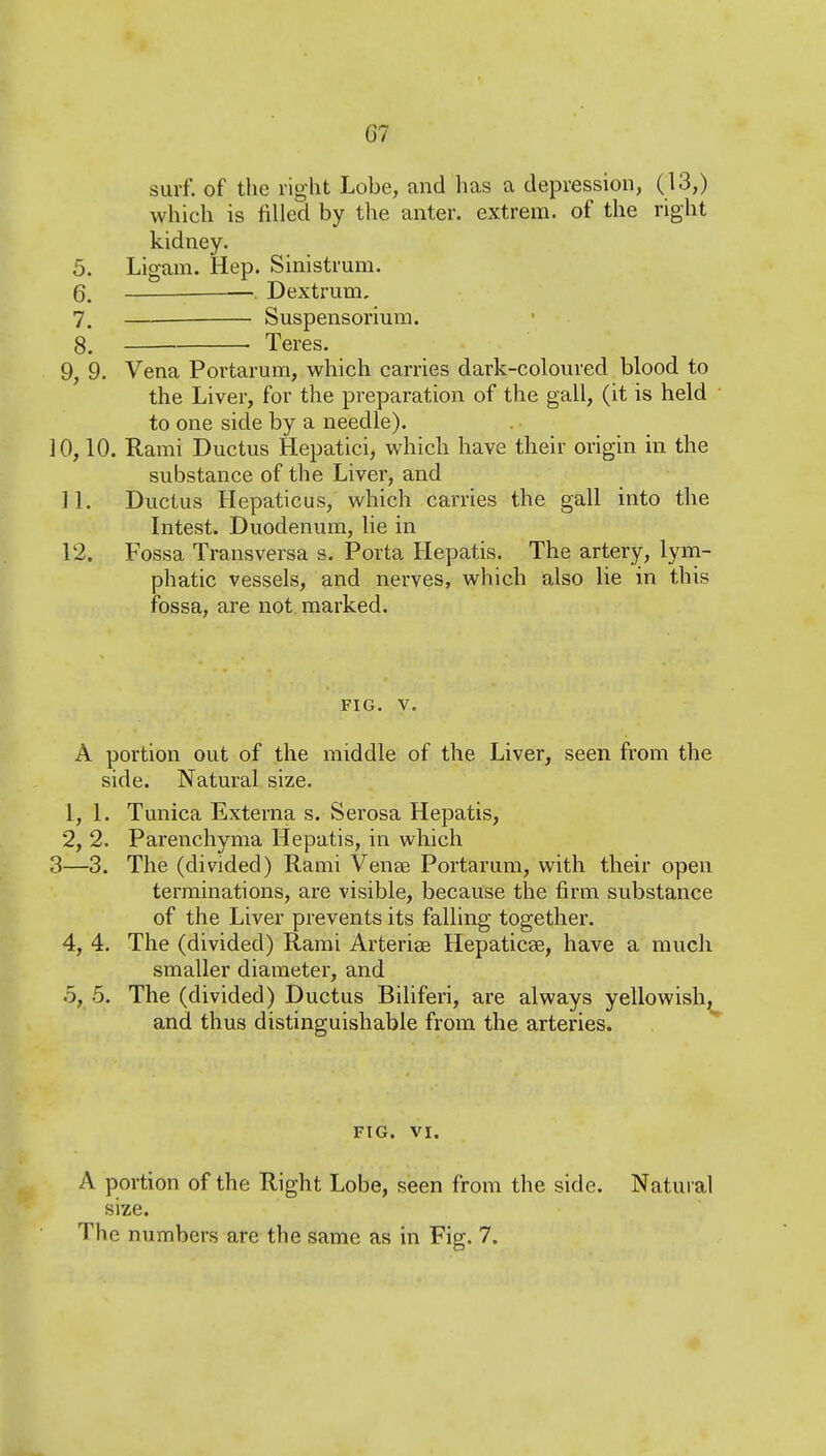 surf, of the right Lobe, and has a depression, (13,) which is filled by the anter. extrem. of the right kidney. 5. Ligam. Hep. Sinistrum. 6. ■ Dextrum, 7. — Suspensorium. 8. ■ Teres. 9, 9. Vena Portarum, which carries dark-coloured blood to the Liver, for the preparation of the gall, (it is held to one side by a needle). 10,10. Rami Ductus Hepatici, which have their origin in the substance of the Liver, and 11. Ductus Hepaticus, which carries the gall into the Intest. Duodenum, lie in 12. Fossa Transversa s. Porta Hepatis. The artery, lym- phatic vessels, and nerves, which also lie in this fossa, are not. marked. FIG. V. A portion out of the middle of the Liver, seen from the side. Natural size. 1, 1. Tunica Externa s. Serosa Hepatis, 2, 2. Parenchyma Hepatis, in which 3—3. The (divided) Rami Vense Portarum, with their open terminations, are visible, because the firm substance of the Liver prevents its falling together. 4, 4. The (divided) Rami Arterise Hepaticse, have a much smaller diameter, and 5, 5. The (divided) Ductus Biliferi, are always yellowish, and thus distinguishable from the arteries. FIG. VI. A portion of the Right Lobe, seen from the side. Natural size. The numbers are the same as in Fig. 7.